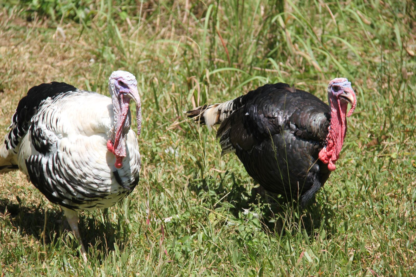 Canon EOS 550D (EOS Rebel T2i / EOS Kiss X4) sample photo. Turkey, male, bird photography
