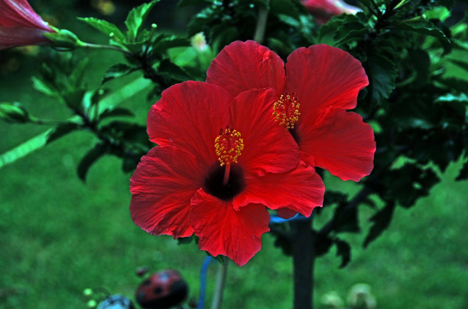 Nikon D90 sample photo. Hibiscus, blossom, bloom photography