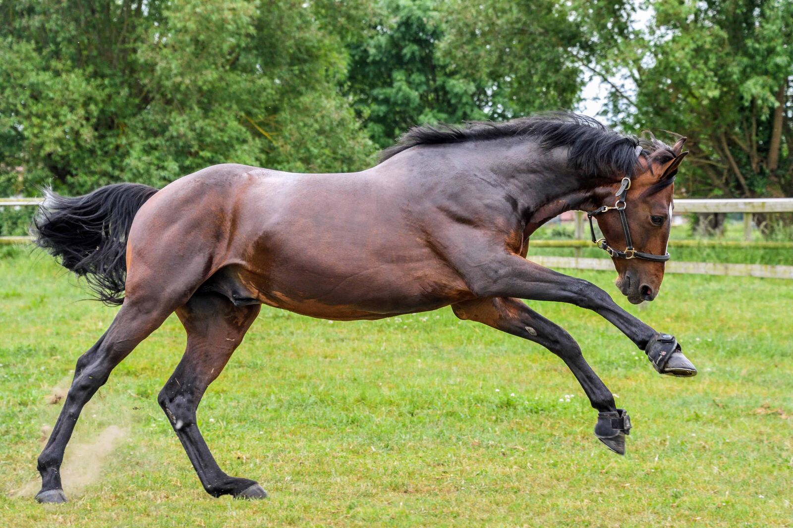 Nikon D500 sample photo. Brown horse, jump, outdoor photography