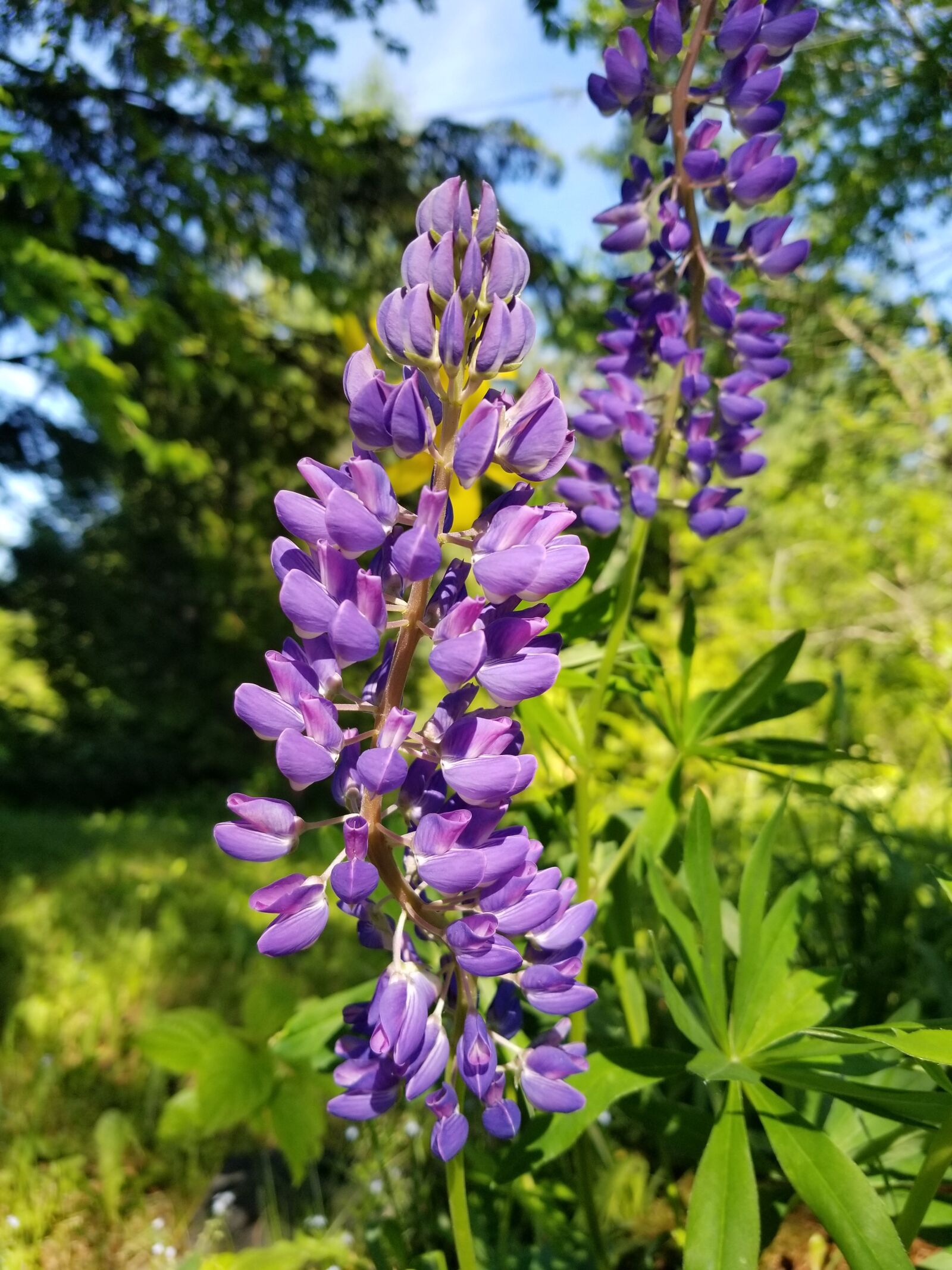 Samsung Galaxy S8+ sample photo. Lupine, flower, purple photography