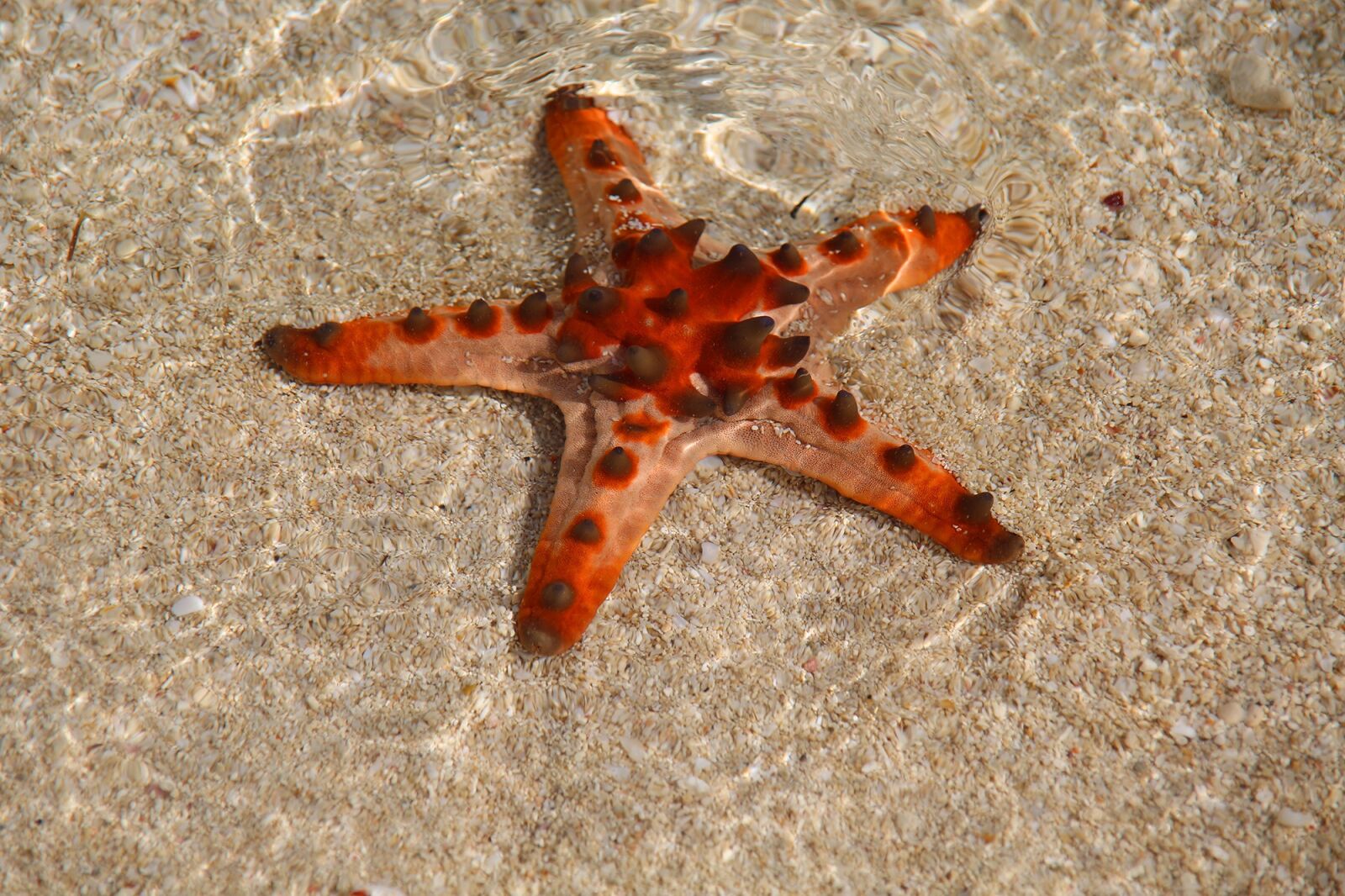 Canon EOS 5D Mark III sample photo. Starfish, water, sea photography