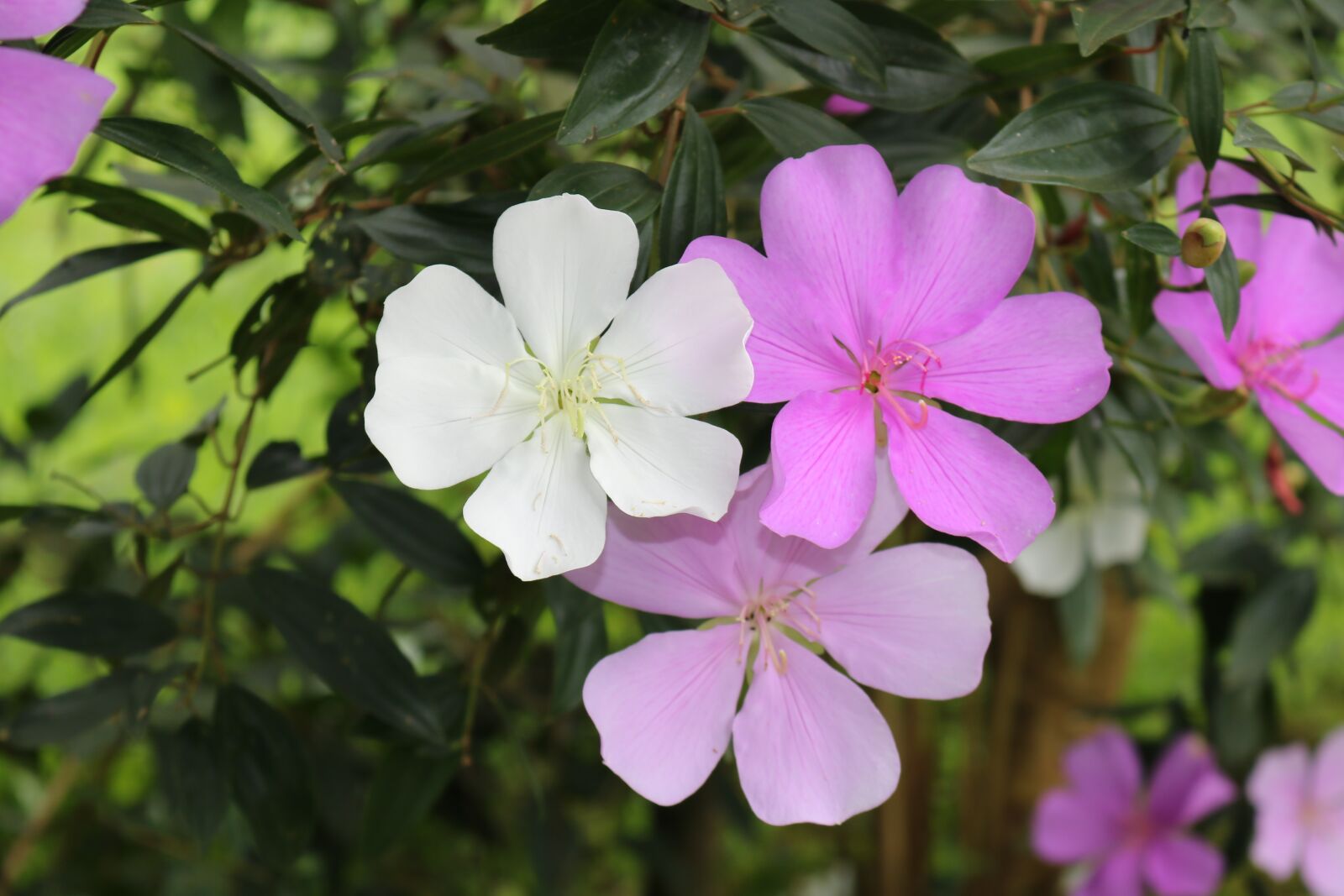 Canon EOS 750D (EOS Rebel T6i / EOS Kiss X8i) sample photo. Flower, nature, petals photography