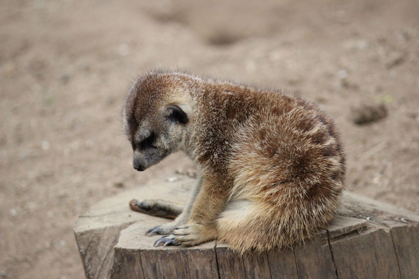 Canon EOS 600D (Rebel EOS T3i / EOS Kiss X5) sample photo. Animal, mammal, cute photography