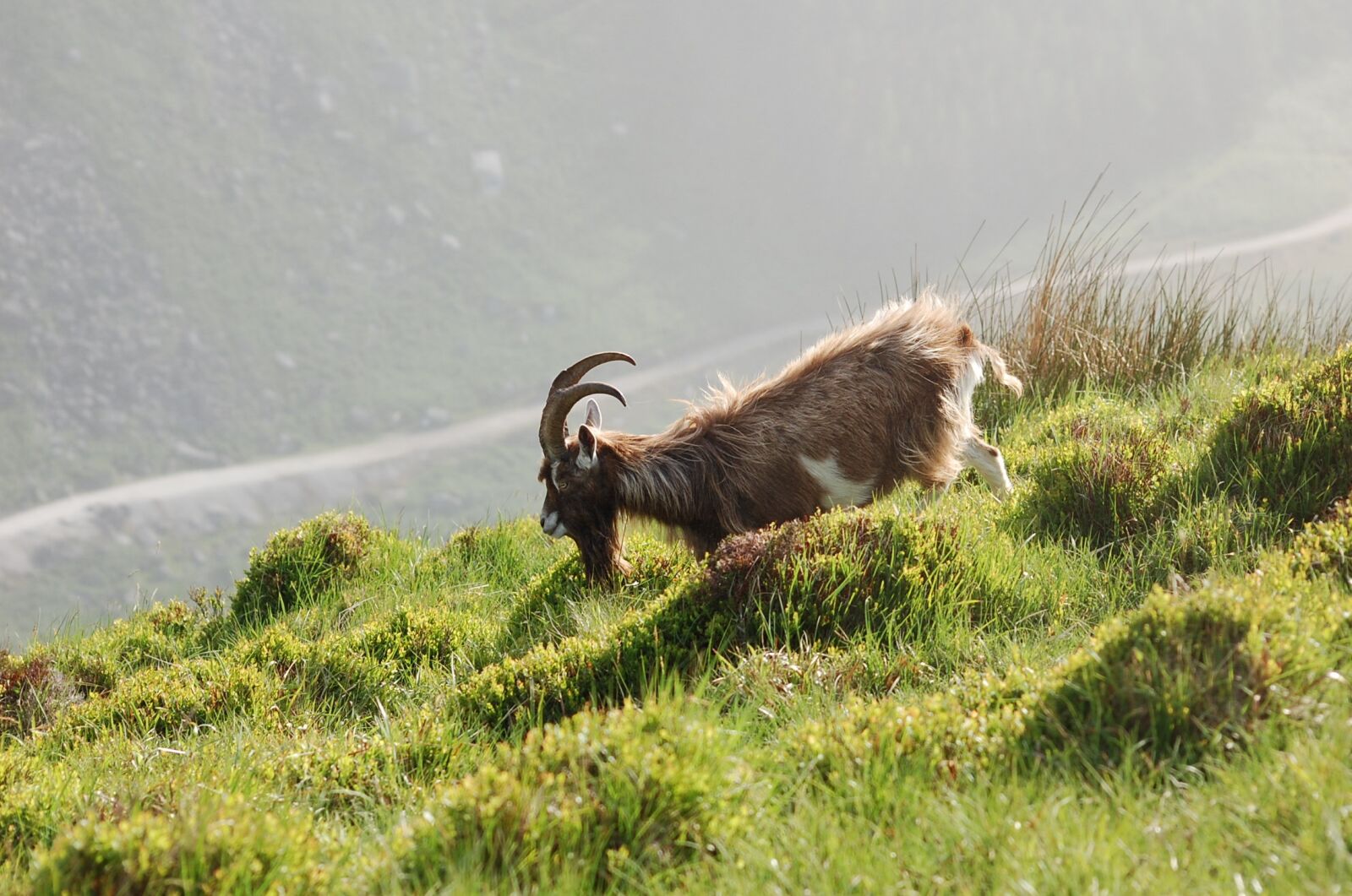 Nikon D40 sample photo. Wild, mountain, goat photography
