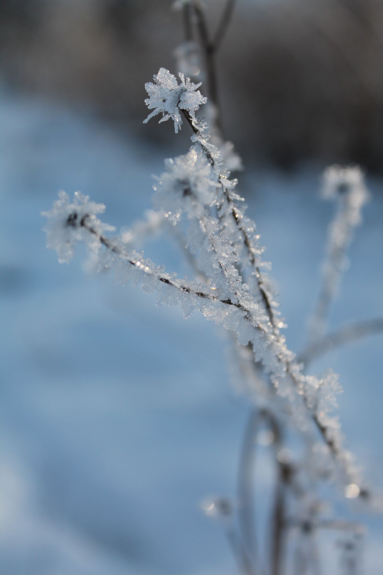Canon EOS 1100D (EOS Rebel T3 / EOS Kiss X50) sample photo. Frost, winter, snow photography