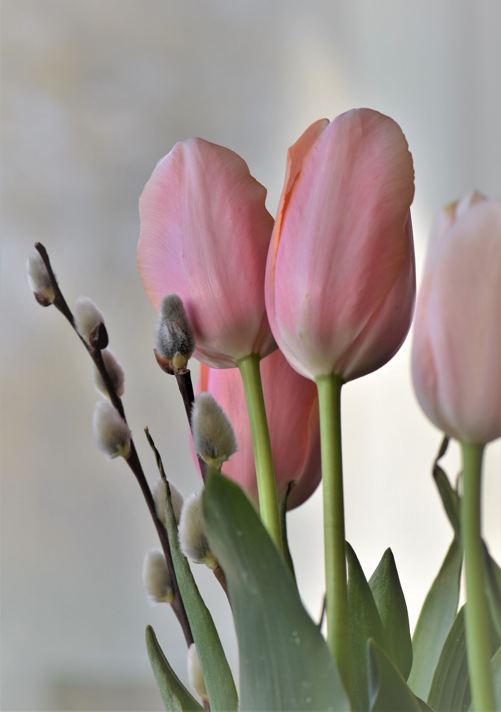 Nikon D5500 sample photo. Tulip, nature, flower photography