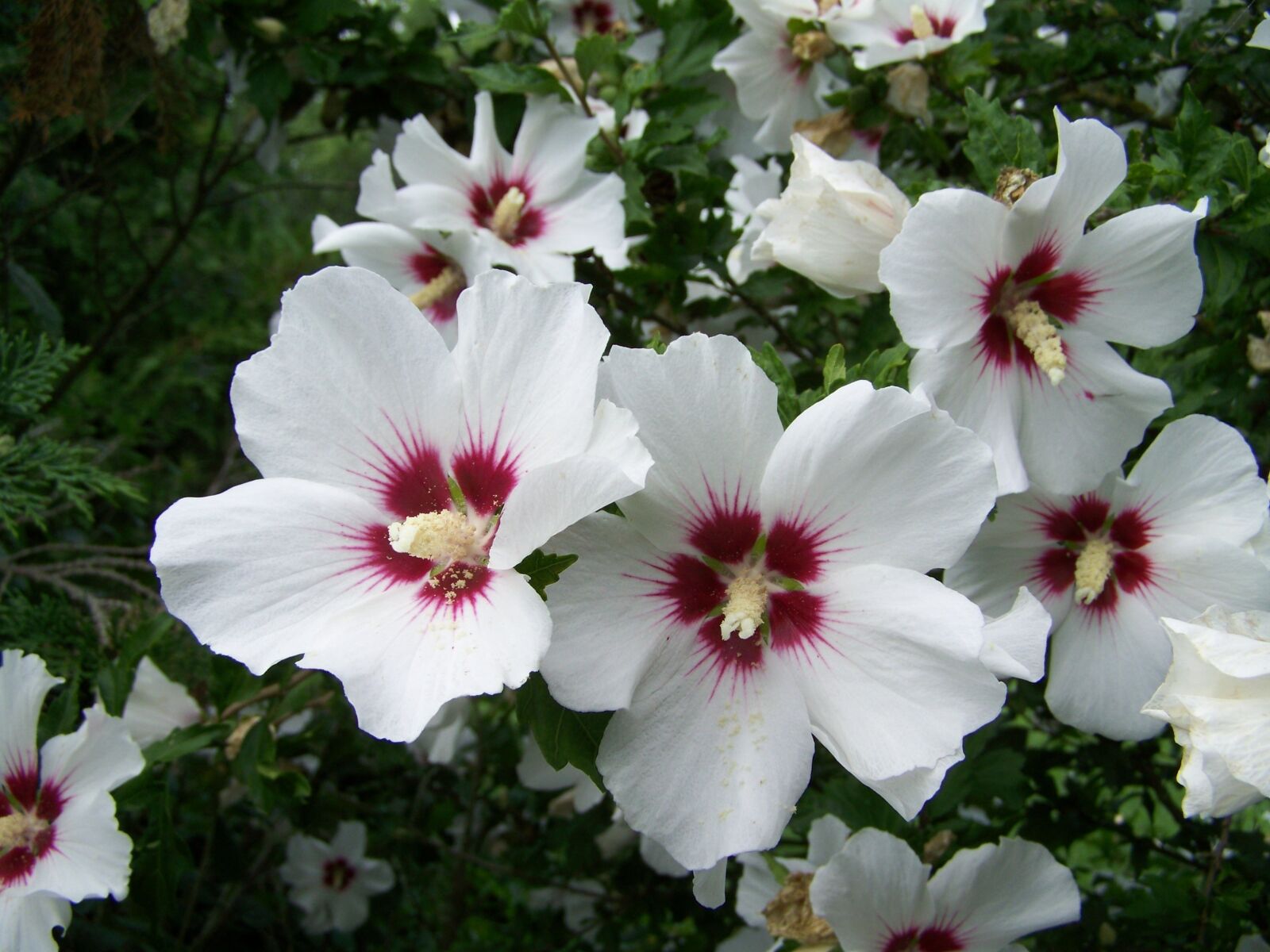 Kodak EASYSHARE ZD710 ZOOM DIGITAL CAMERA sample photo. Bush mallow, white-flowered, garden photography