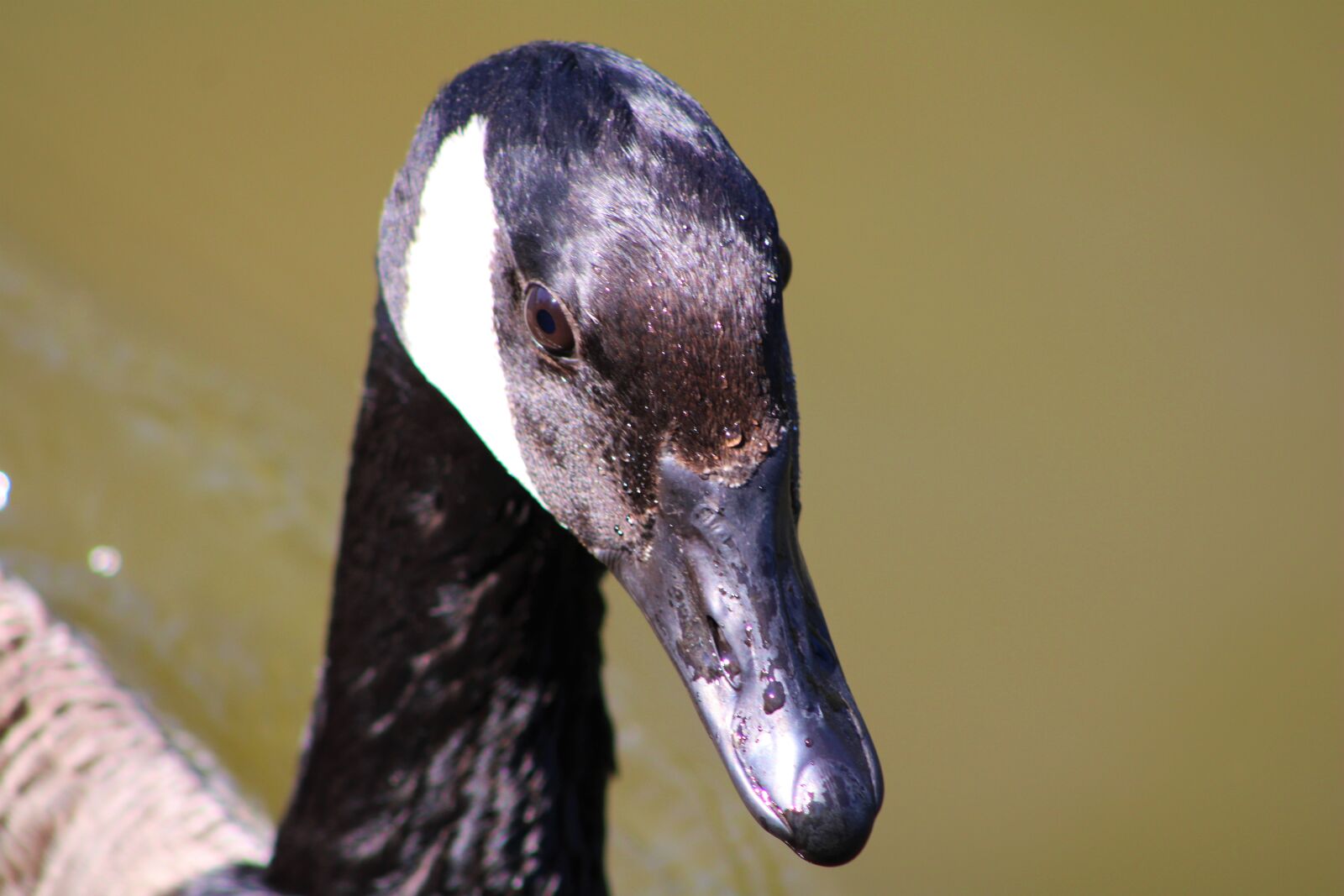 Canon EF75-300mm f/4-5.6 sample photo. Goose, bird, nature photography