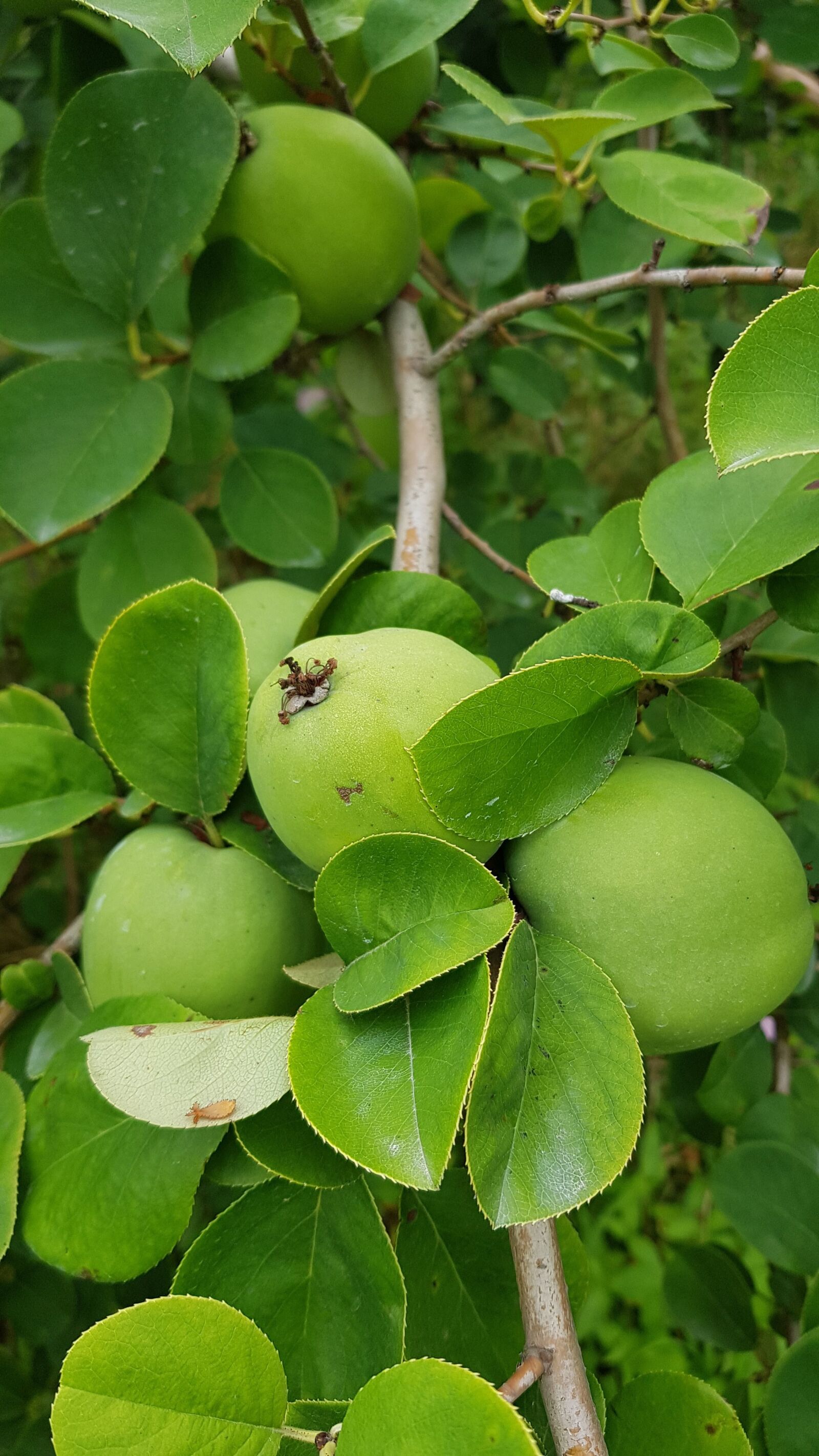 Samsung Galaxy S8 sample photo. Chinese quince, plants, abstract photography