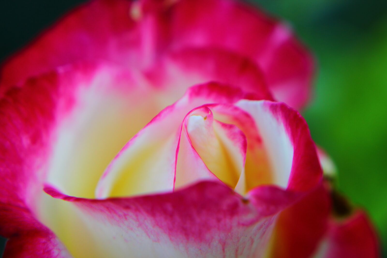 Canon EOS 600D (Rebel EOS T3i / EOS Kiss X5) + Canon EF 50mm F1.8 II sample photo. Rose, red and white photography