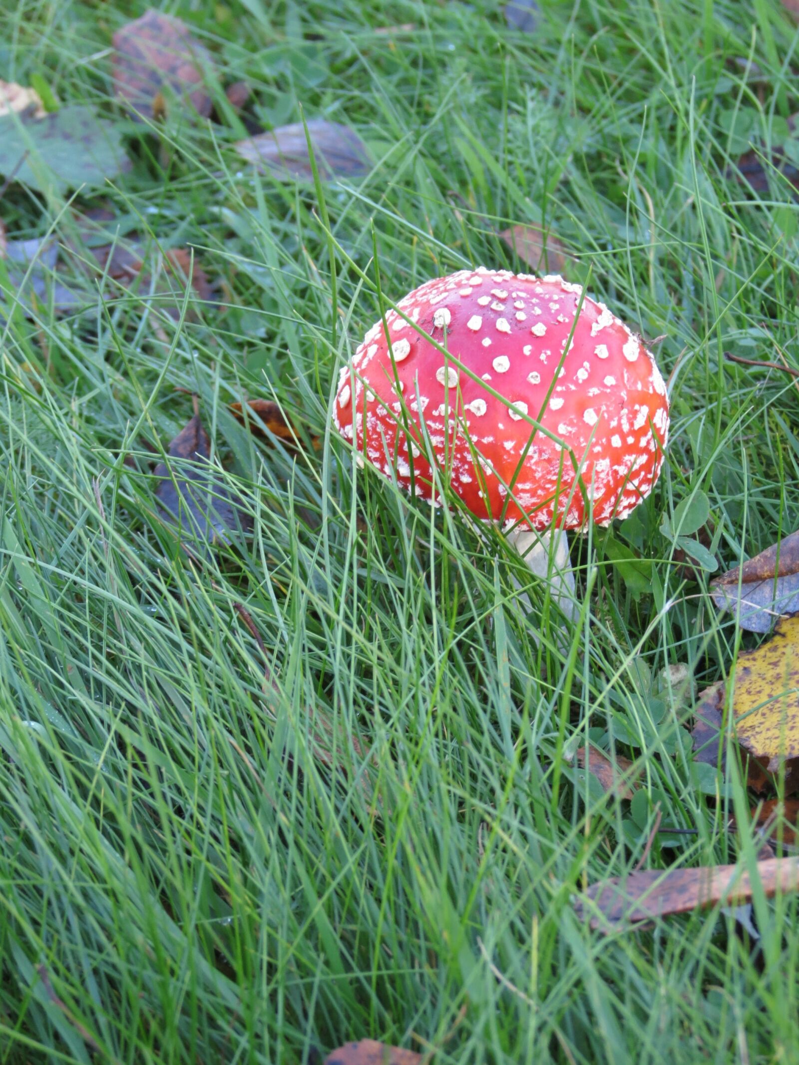 Canon PowerShot SX40 HS sample photo. Fly agaric, red, heinikko photography
