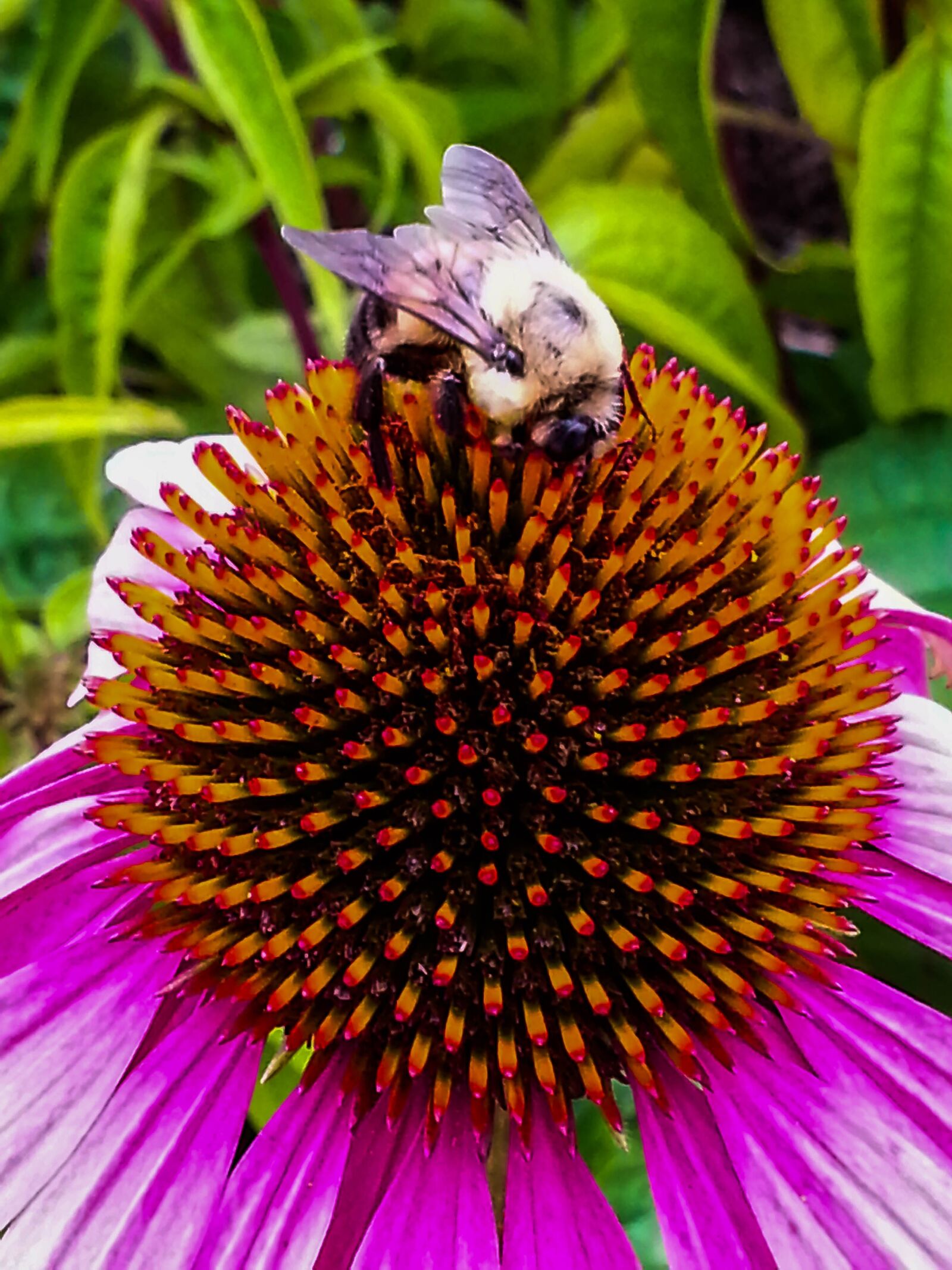 Samsung Galaxy S3 sample photo. Echinacea, flower, bee photography