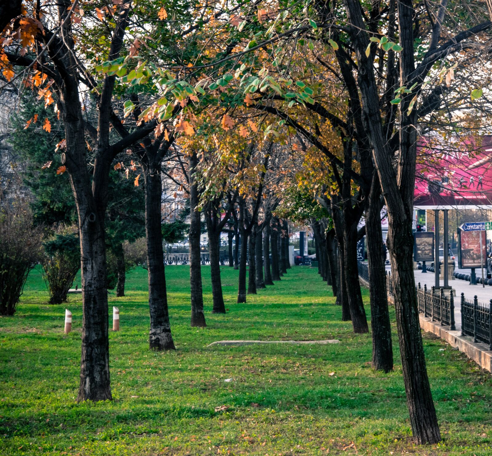 Nikon D5300 sample photo. Tree, park, fall photography