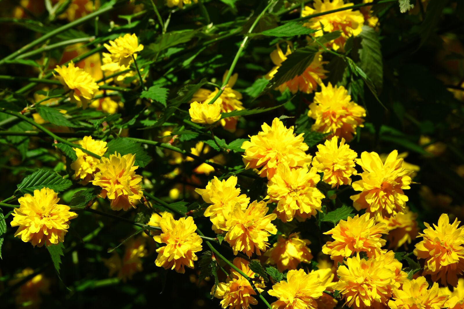 Nikon D7500 sample photo. Flowers, yellow, spring photography