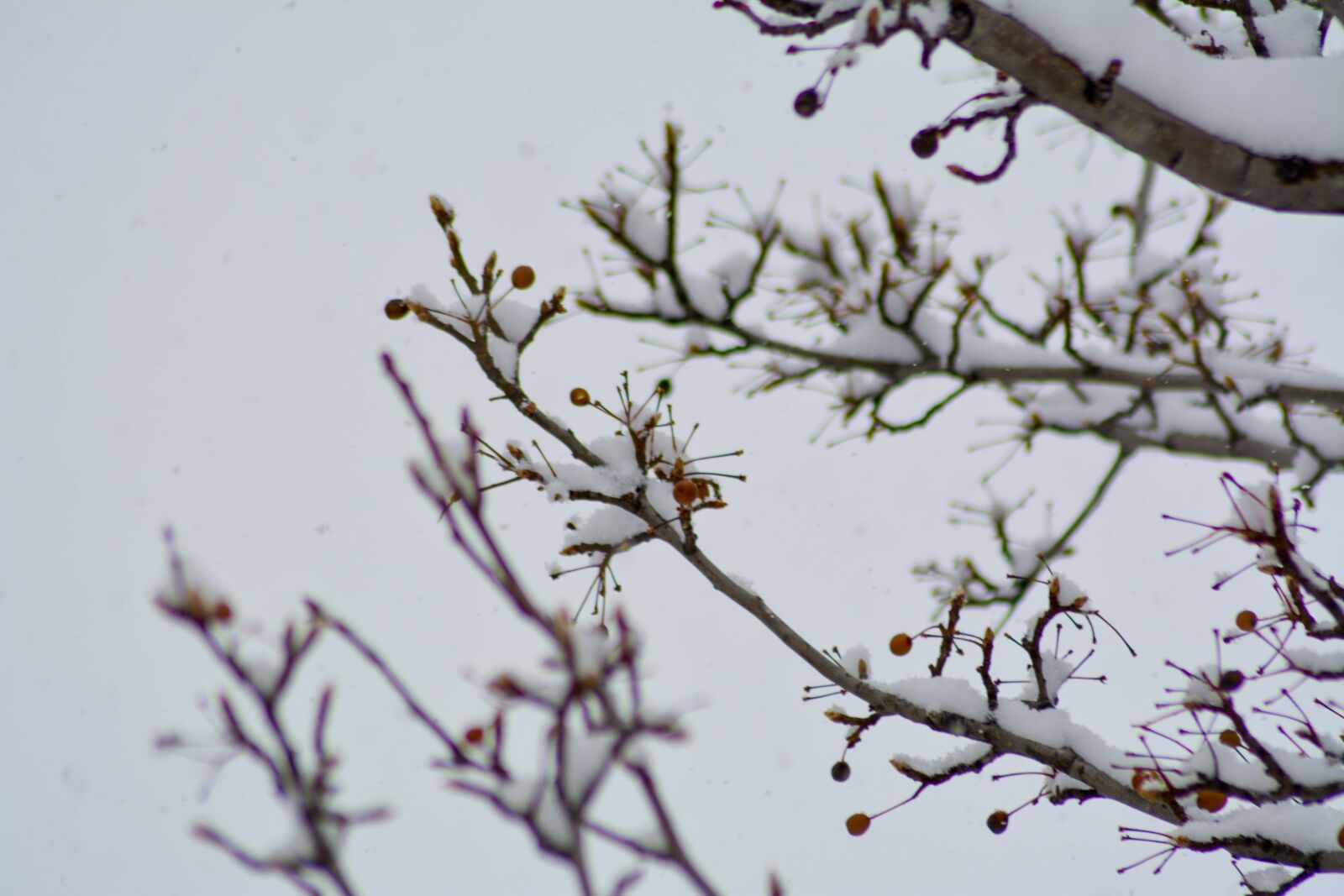 Nikon D5200 sample photo. Berries, red, snow photography
