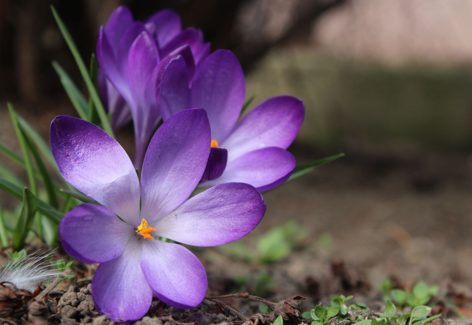Canon EOS 1200D (EOS Rebel T5 / EOS Kiss X70 / EOS Hi) sample photo. Krokus, saffron, spring photography