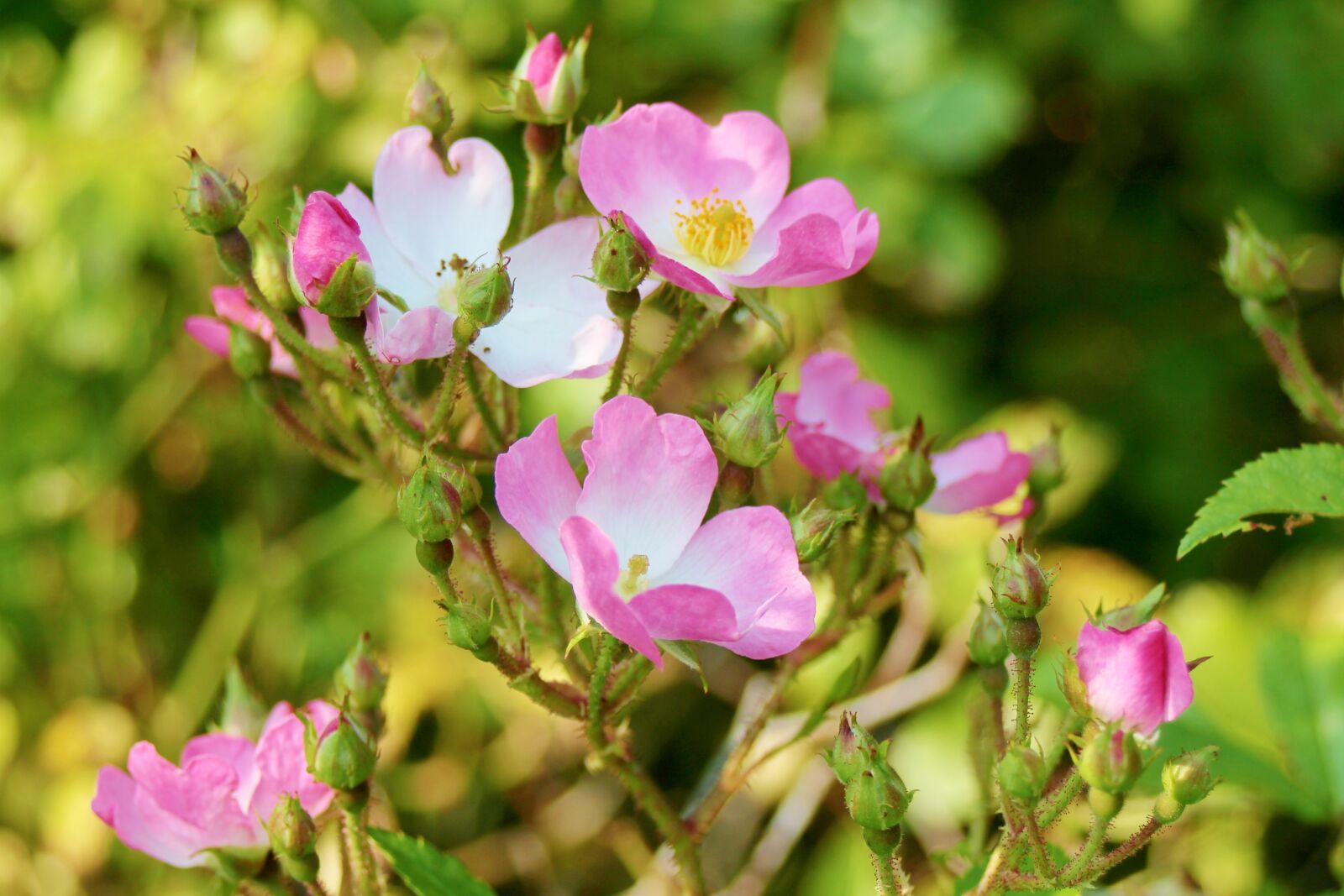 Canon EOS 1100D (EOS Rebel T3 / EOS Kiss X50) + Canon EF 28-80mm f/3.5-5.6 sample photo. Dog roses, rosa canina photography