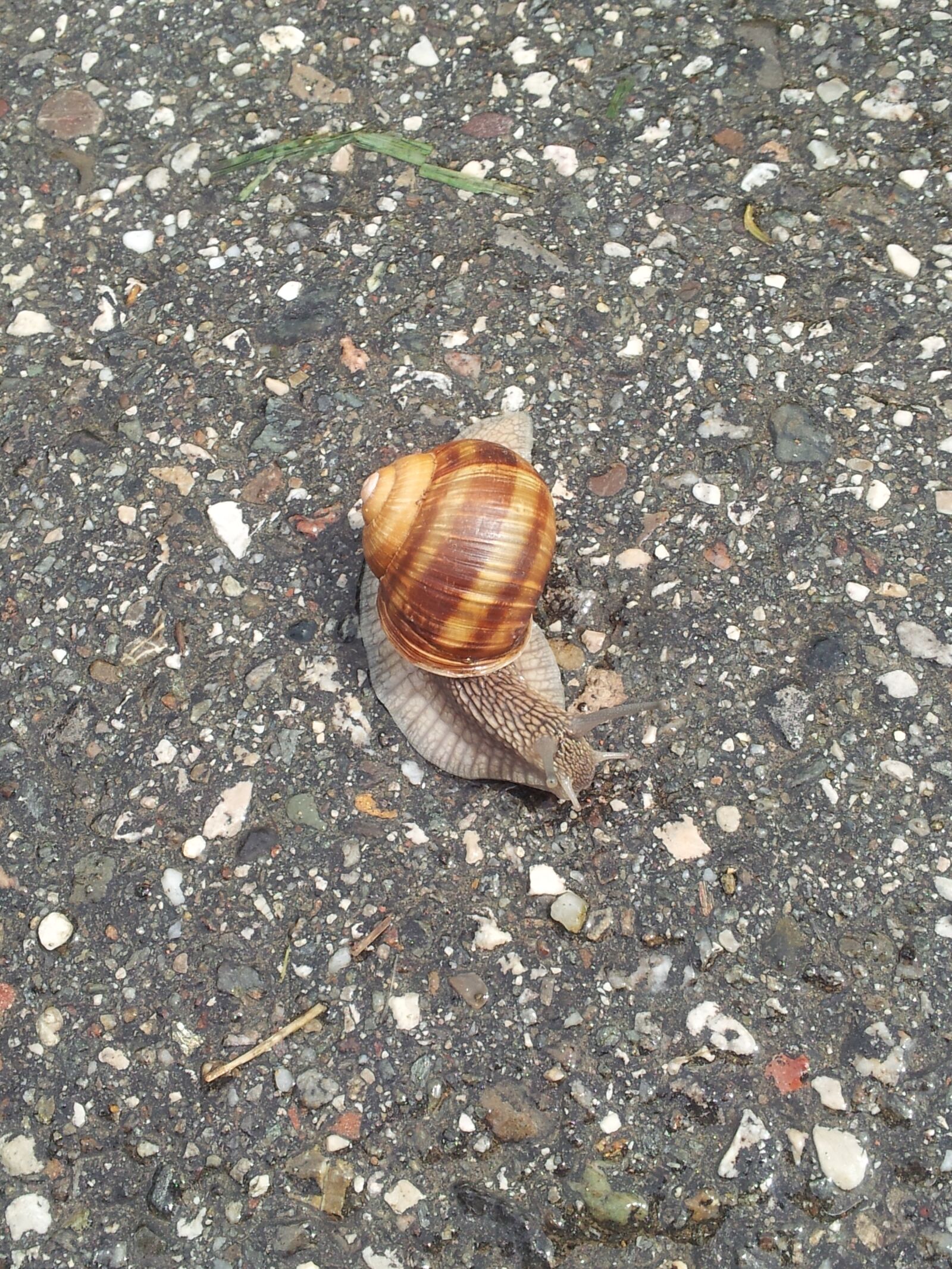 Samsung Galaxy S2 sample photo. Snail, slow, degrowth photography