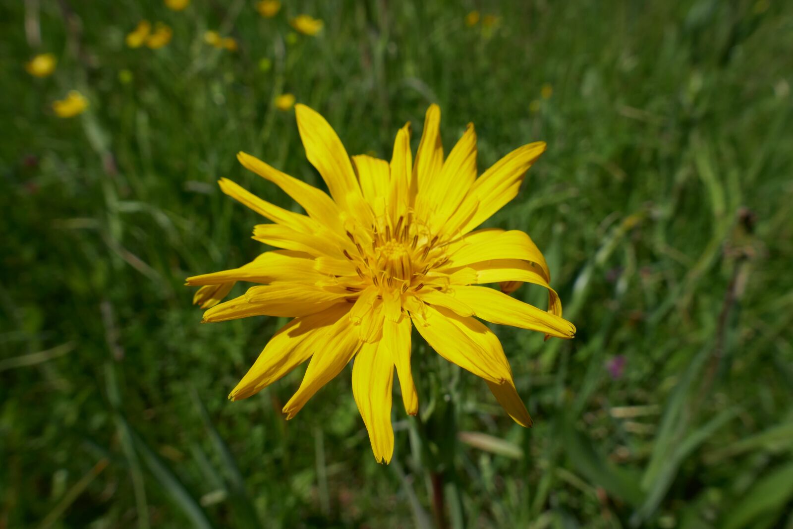Panasonic DMC-TZ101 sample photo. Flower, yellow, grass photography