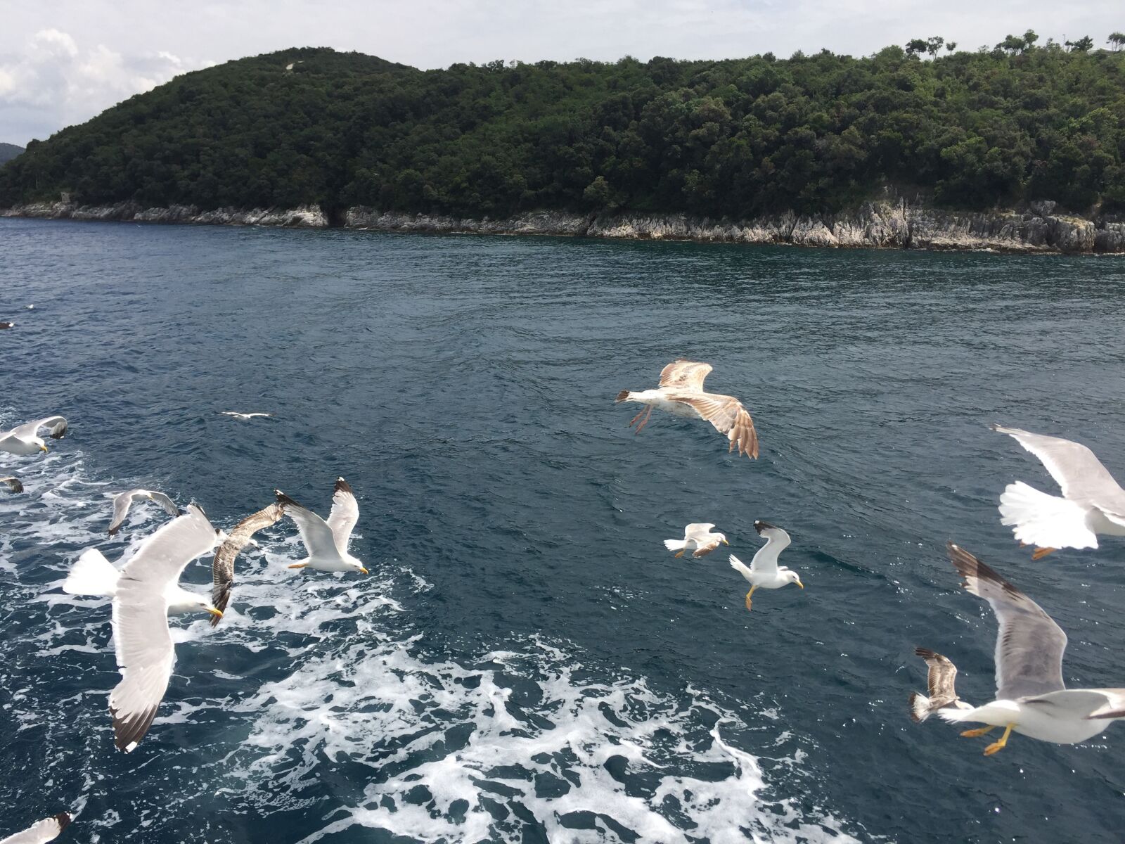 iPhone 6 back camera 4.15mm f/2.2 sample photo. Animals, birds, sea photography