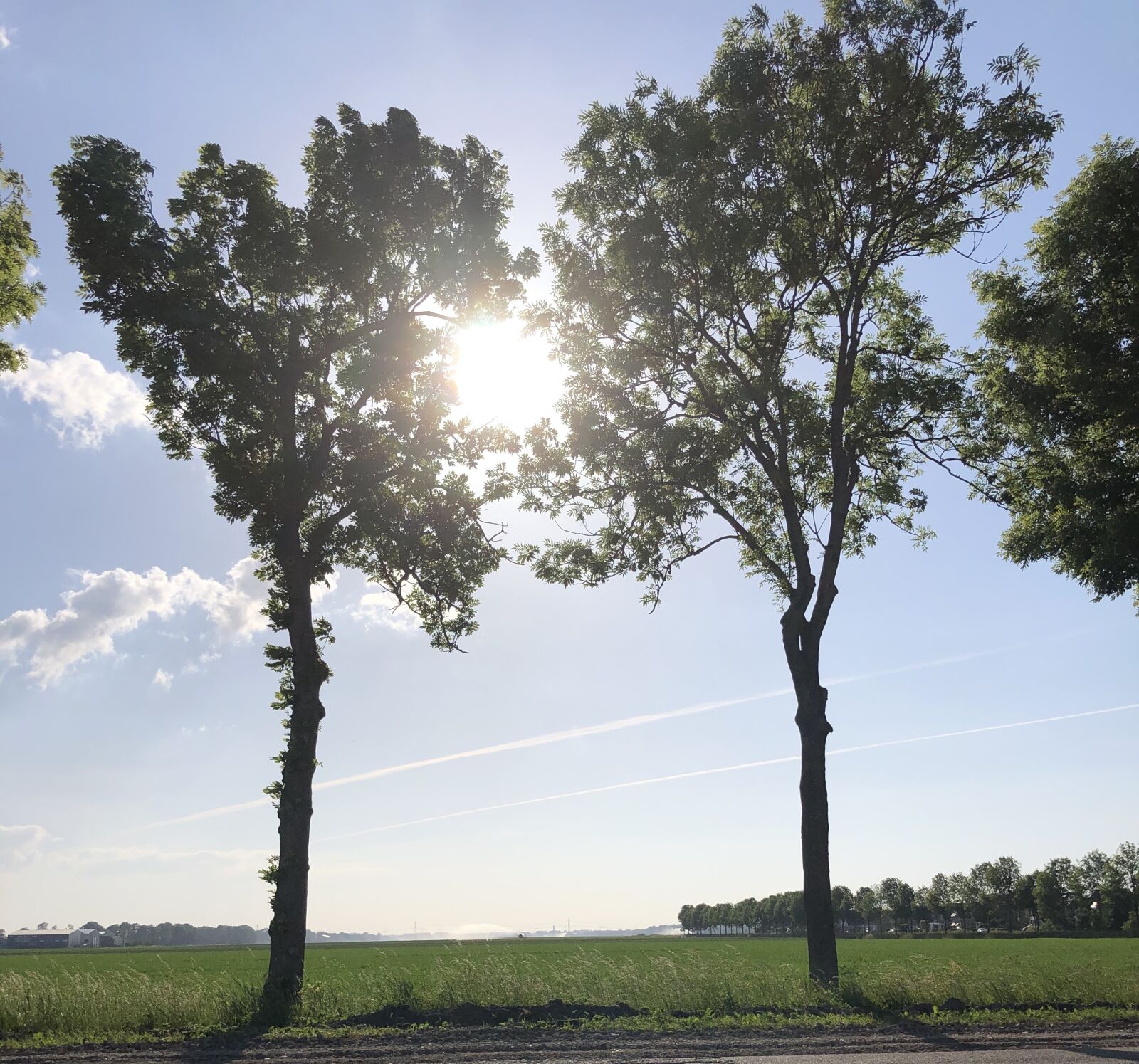iPhone 8 Plus back dual camera 3.99mm f/1.8 sample photo. Sun, summer, trees photography