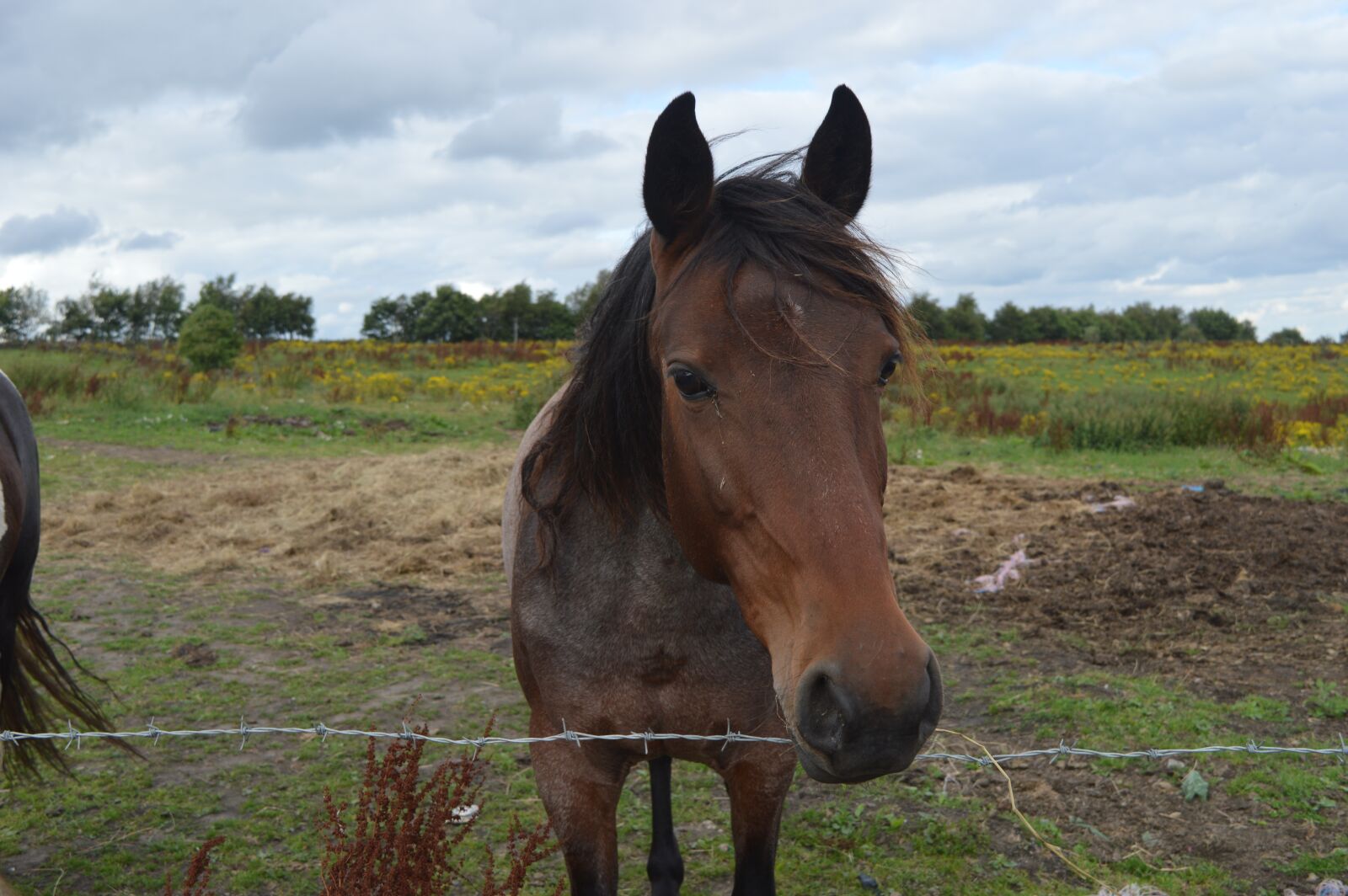 Nikon D3200 sample photo. Wild horse, wild, nature photography