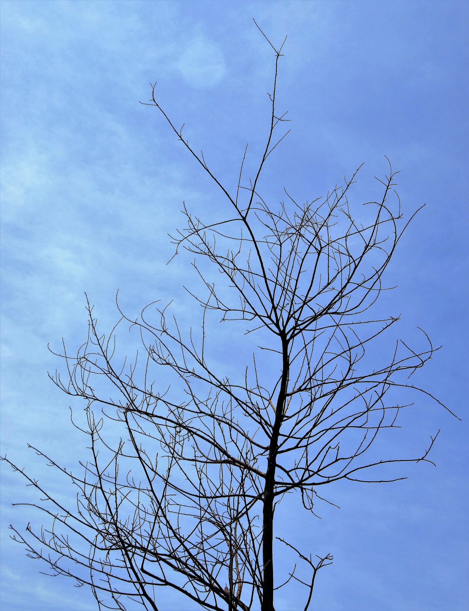 Nikon D5100 sample photo. Twigs, dry twigs, dry photography