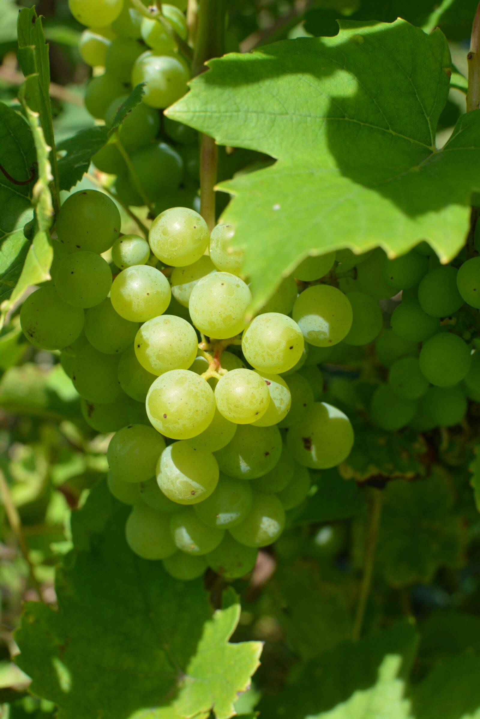 Nikon D5200 sample photo. Bunch of grapes, autumn photography