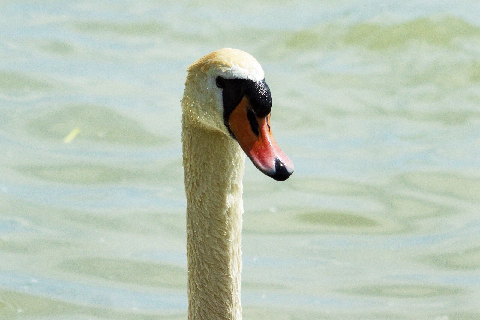 Canon EOS 1300D (EOS Rebel T6 / EOS Kiss X80) sample photo. Swan, bird, animal photography