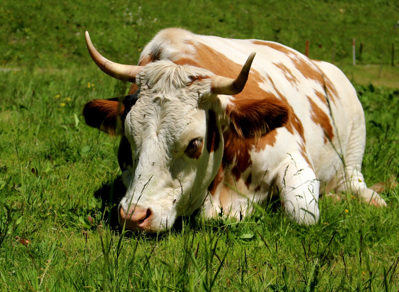 Canon EOS 100D (EOS Rebel SL1 / EOS Kiss X7) sample photo. Meadow, cow, summer photography