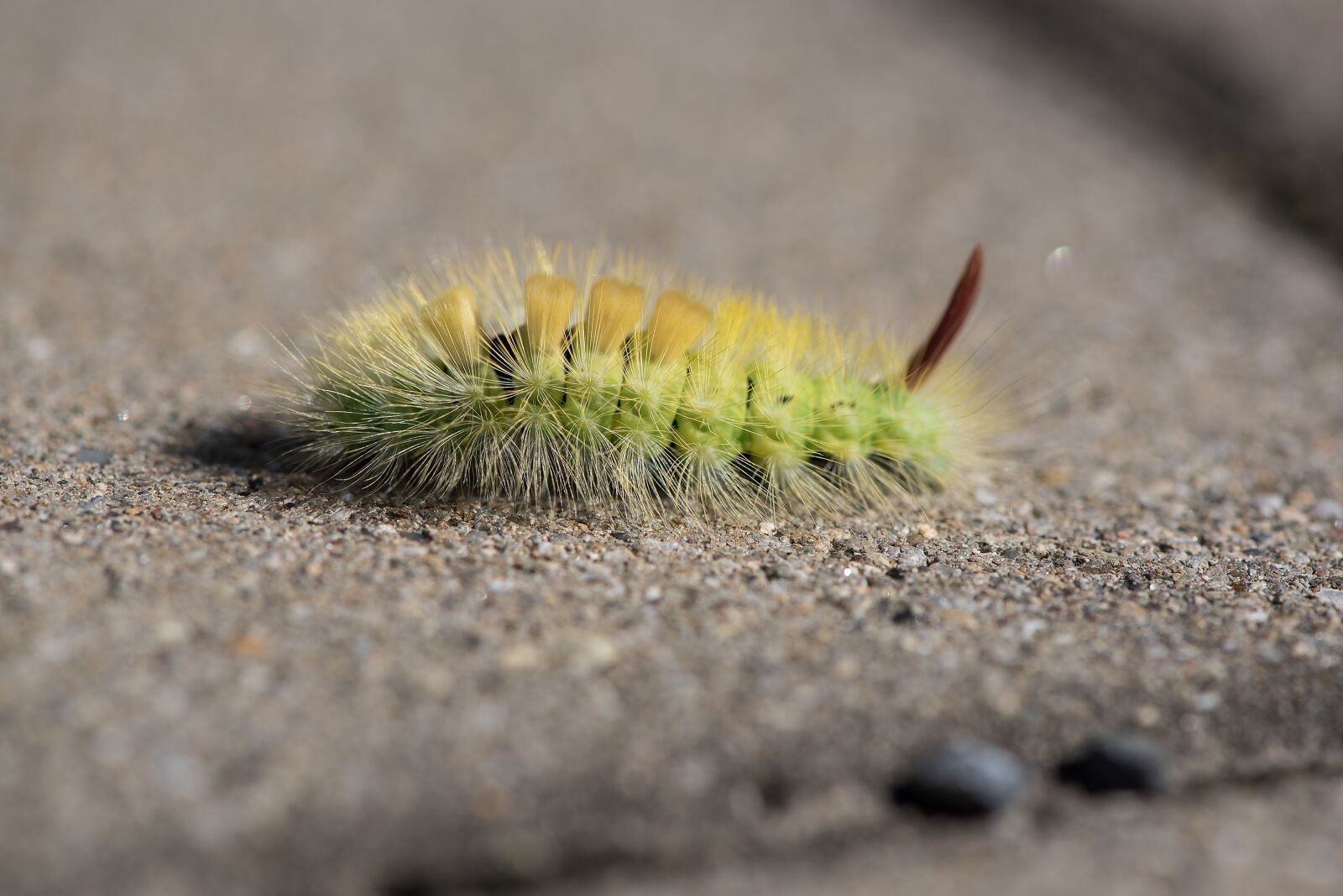 Nikon D750 sample photo. Caterpillar, green, green caterpillar photography