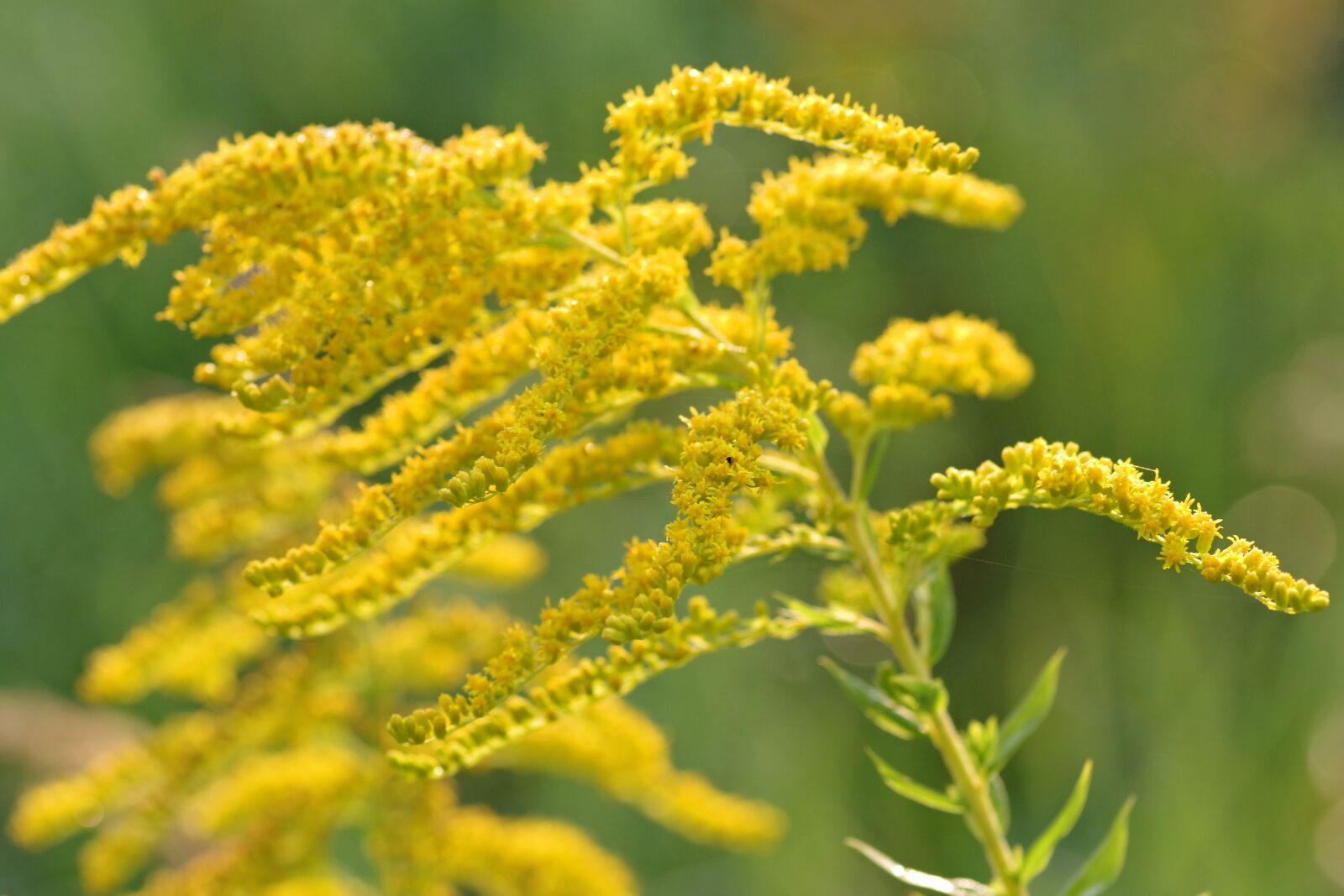 Pentax K-S2 sample photo. Goldenrod, yellow, flowers photography