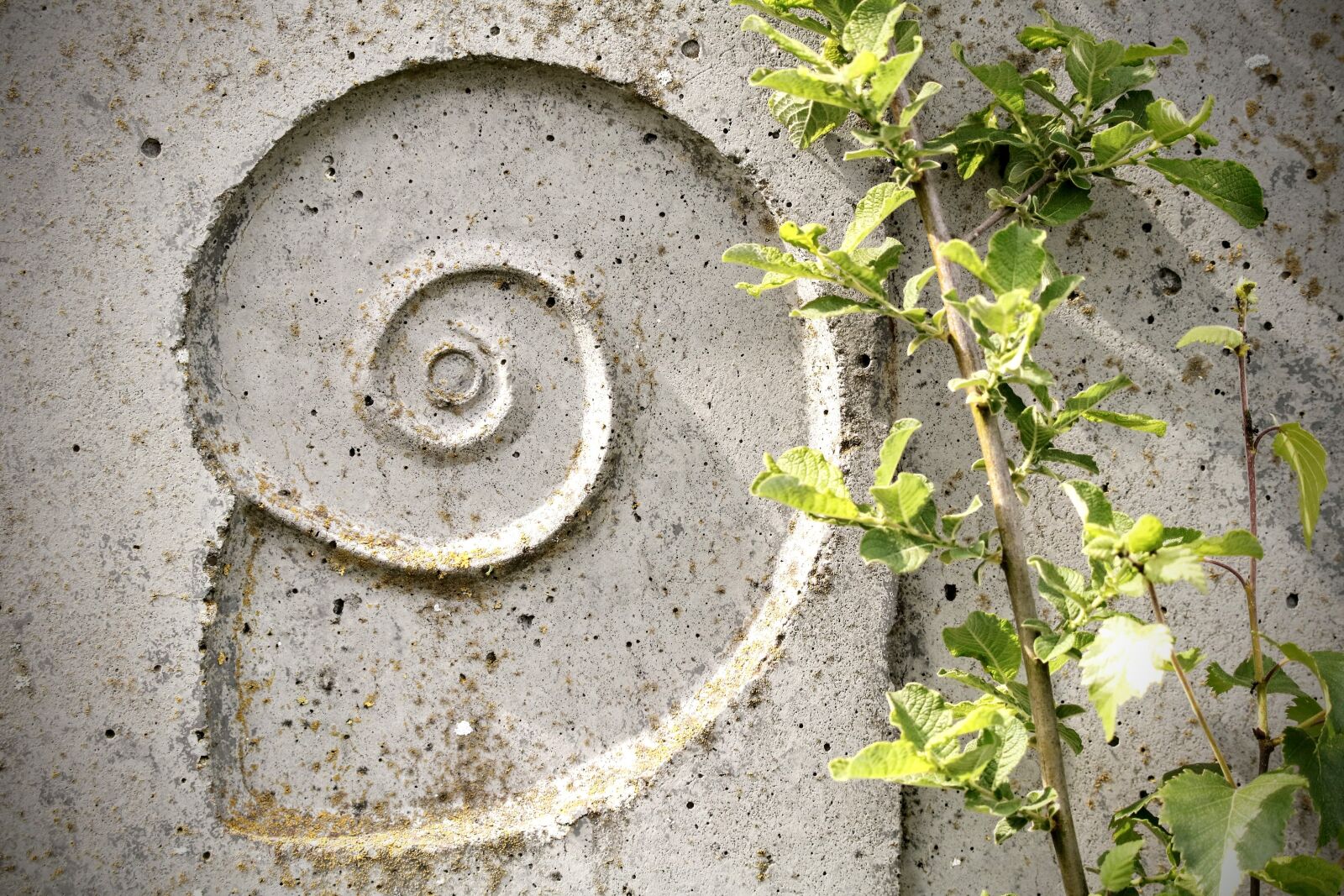 Canon EOS 750D (EOS Rebel T6i / EOS Kiss X8i) + Tamron SP 150-600mm F5-6.3 Di VC USD sample photo. Snail, relief, texture photography