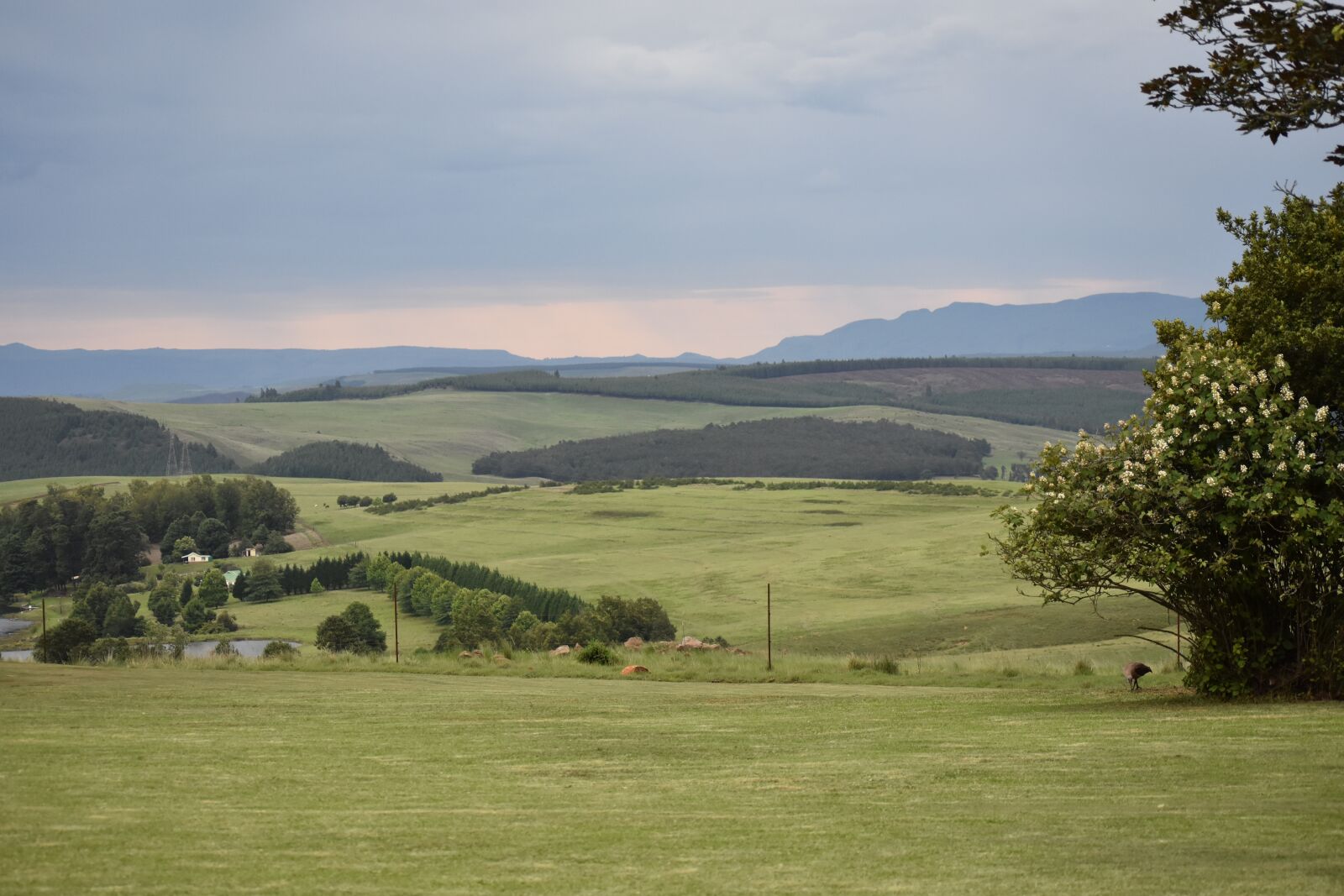 Nikon D3400 sample photo. South africa, natal midlands photography