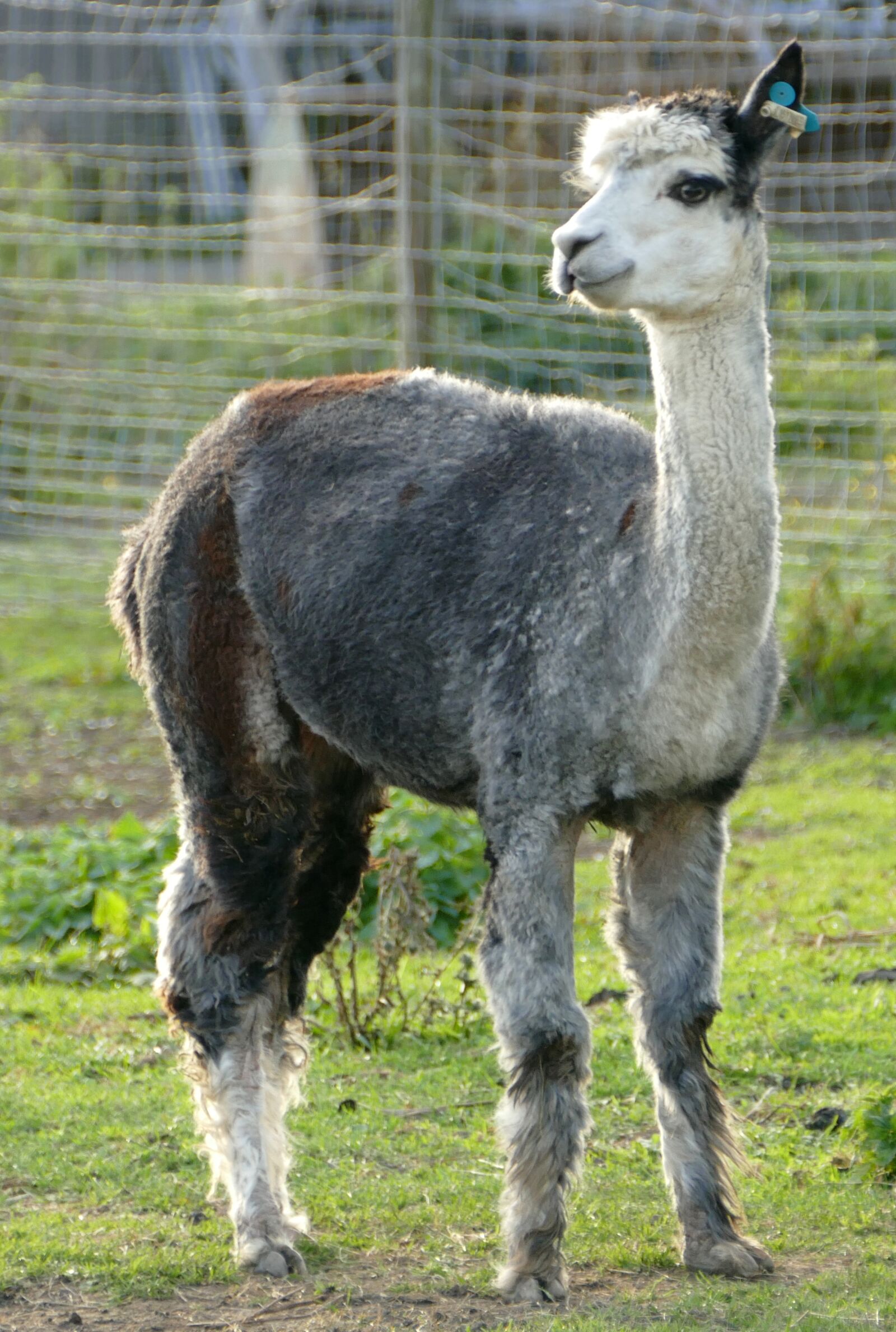 Panasonic Lumix DMC-FZ1000 sample photo. Alpaca, livestock, pako photography