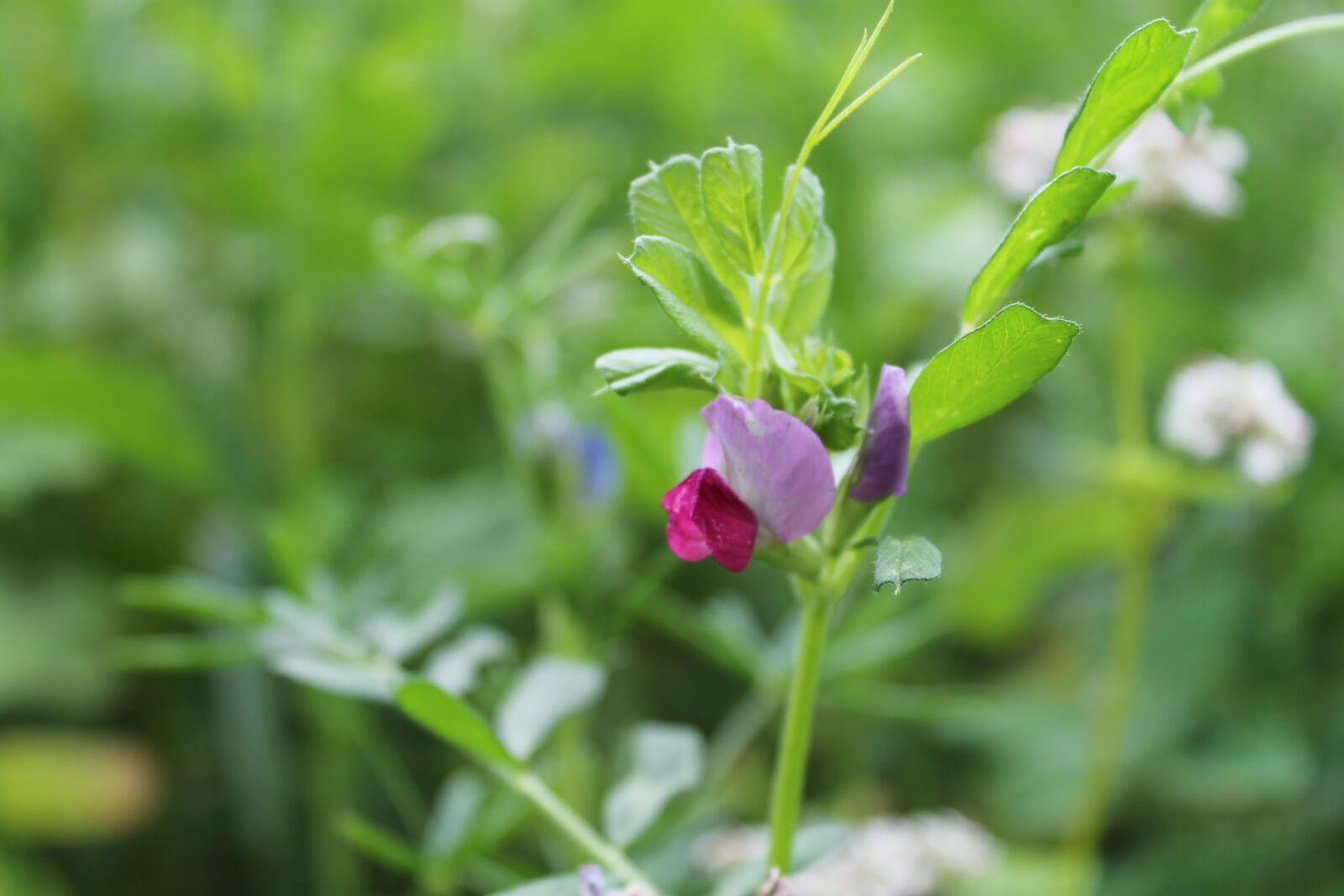 Canon EOS 1100D (EOS Rebel T3 / EOS Kiss X50) sample photo. Blossom, bloom, wild flower photography