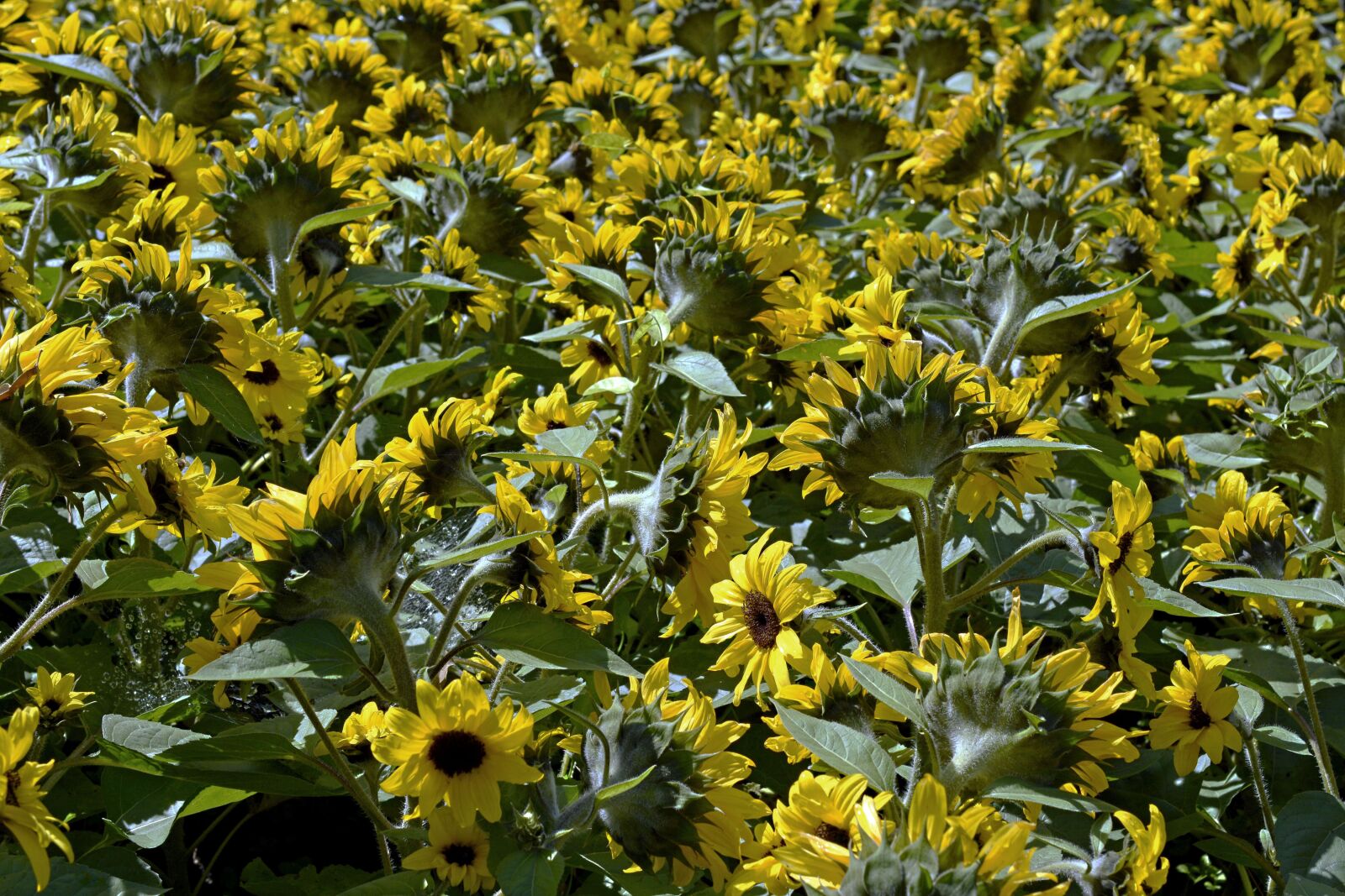 Nikon D7100 sample photo. Sunflower, sunflower field, flowers photography