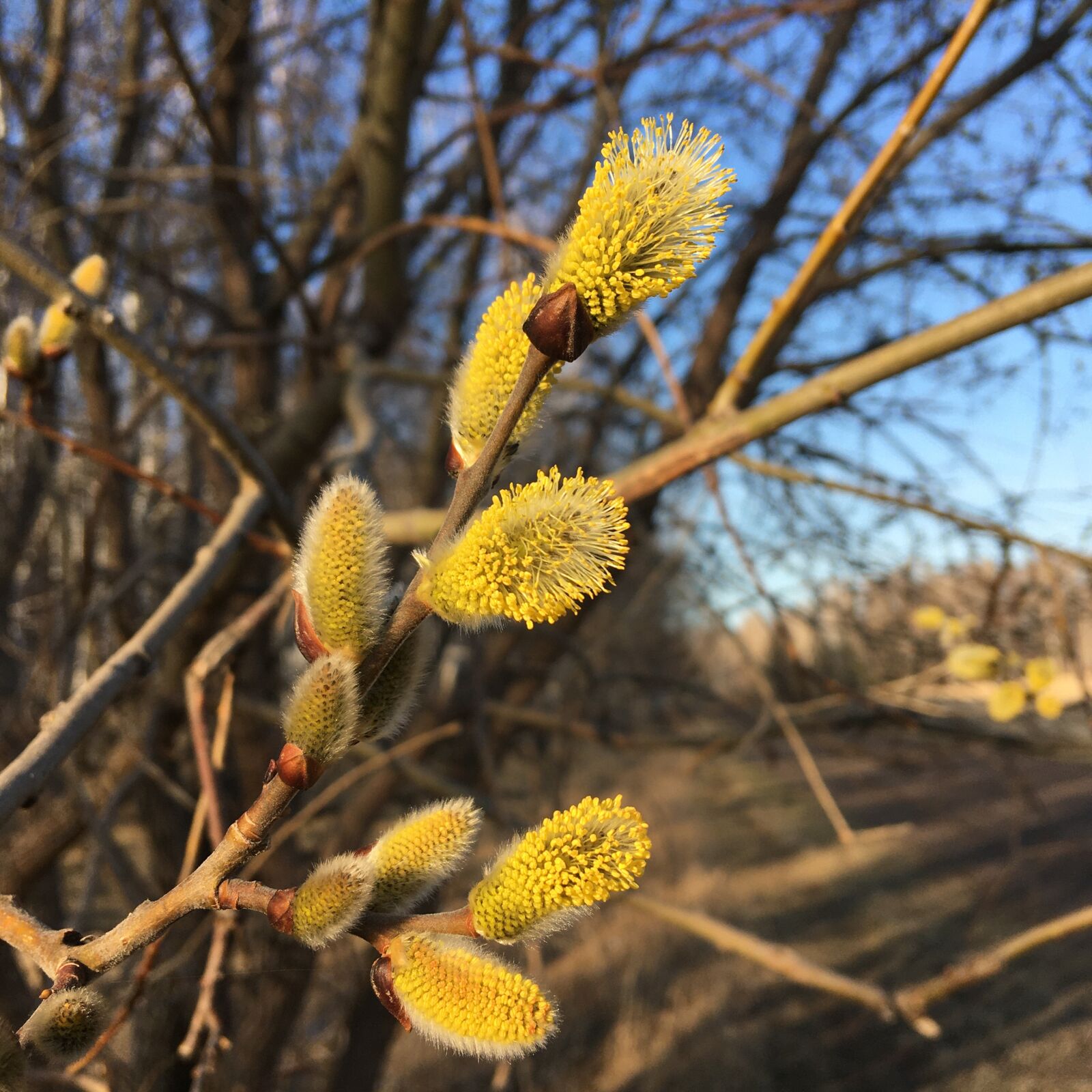 iPhone SE back camera 4.15mm f/2.2 sample photo. Spring, light, nature photography