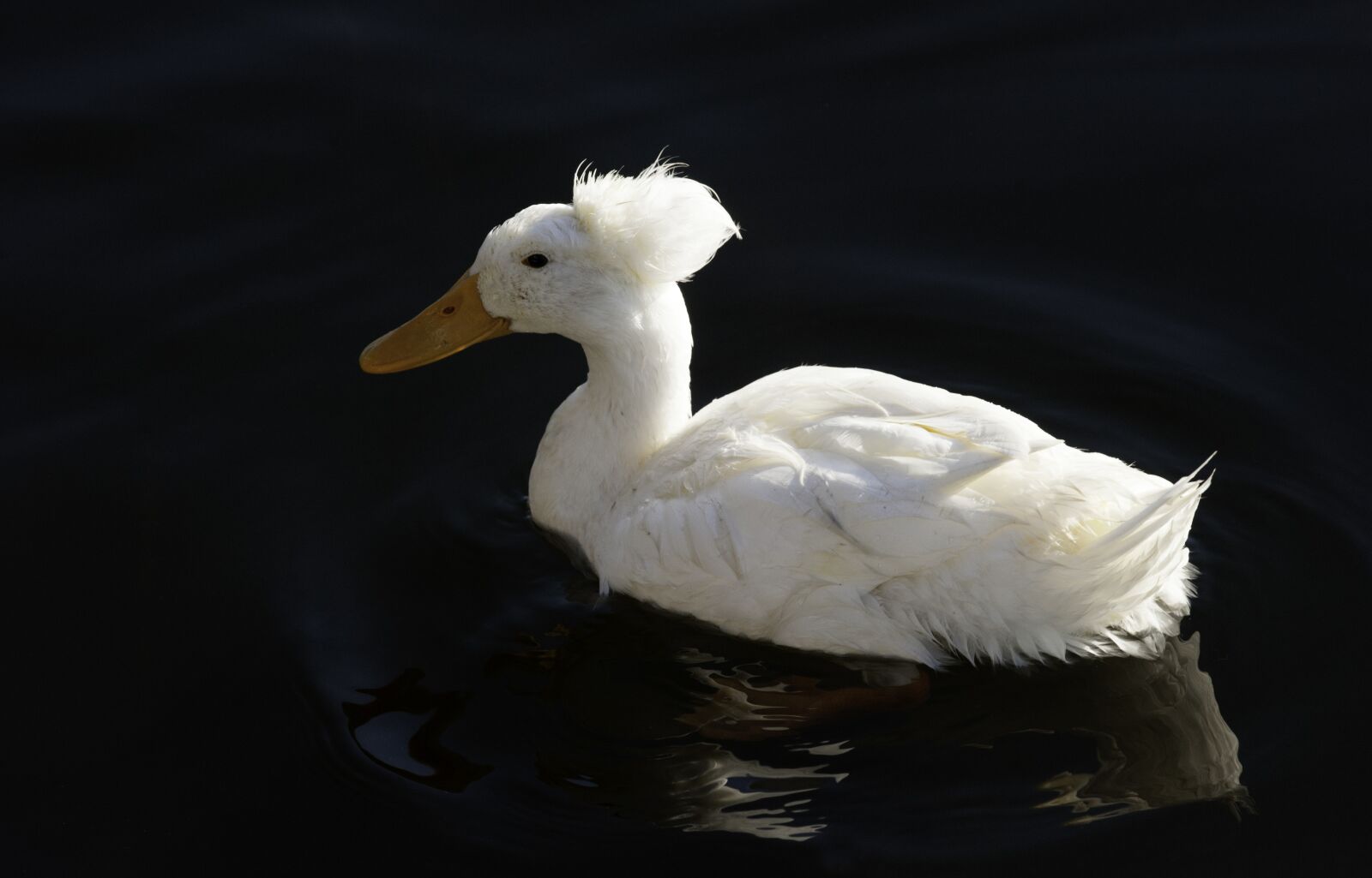 Nikon D700 sample photo. Crested, duck, genetic photography