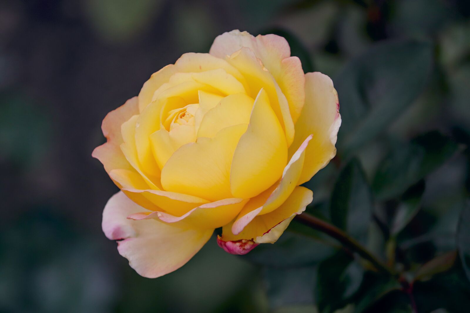 Canon EOS 200D (EOS Rebel SL2 / EOS Kiss X9) sample photo. Rose, yellow, orange photography