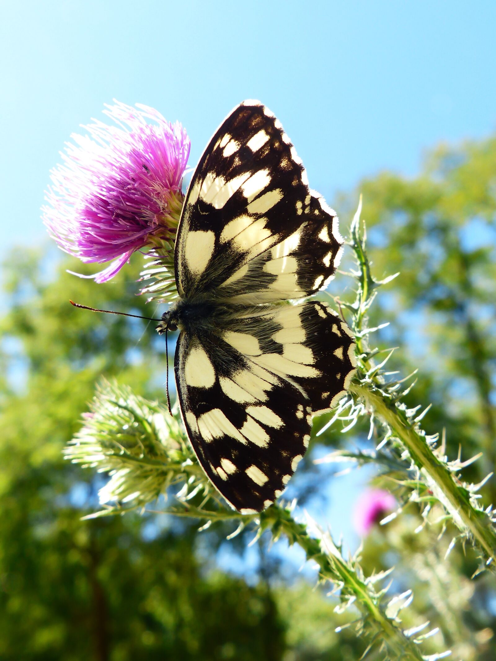 Panasonic Lumix DMC-FZ200 sample photo. Nature, butterfly day, insect photography