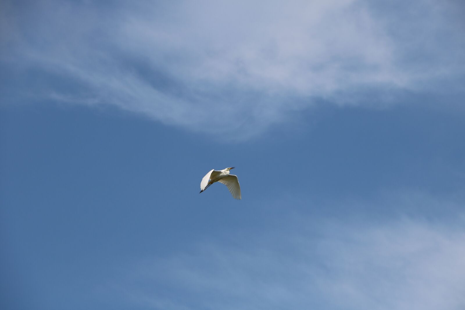 Canon EOS 750D (EOS Rebel T6i / EOS Kiss X8i) sample photo. Ardea alba, bird, water photography
