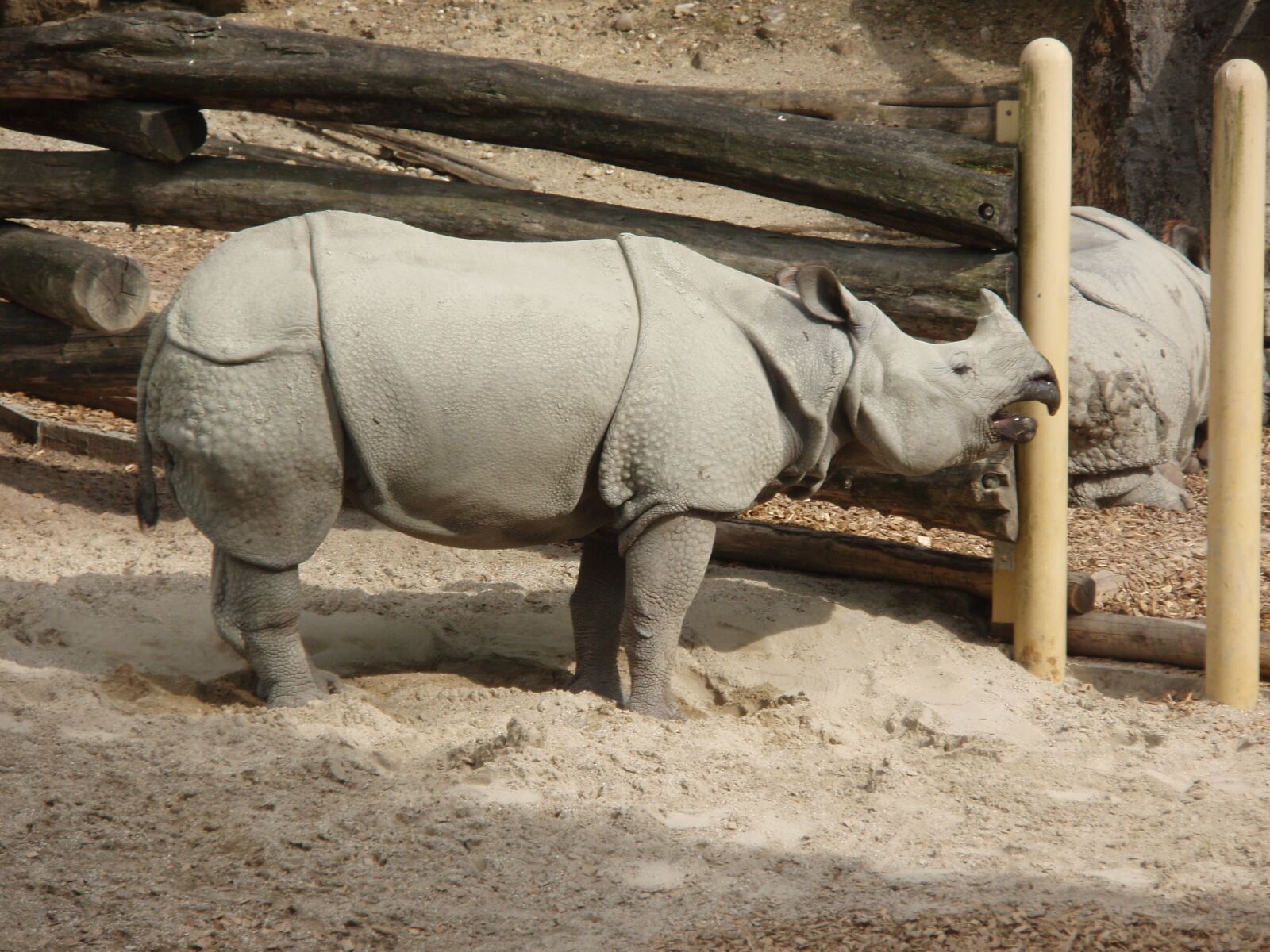 Olympus u740,S740 sample photo. Rhino, black rhino, zoo photography