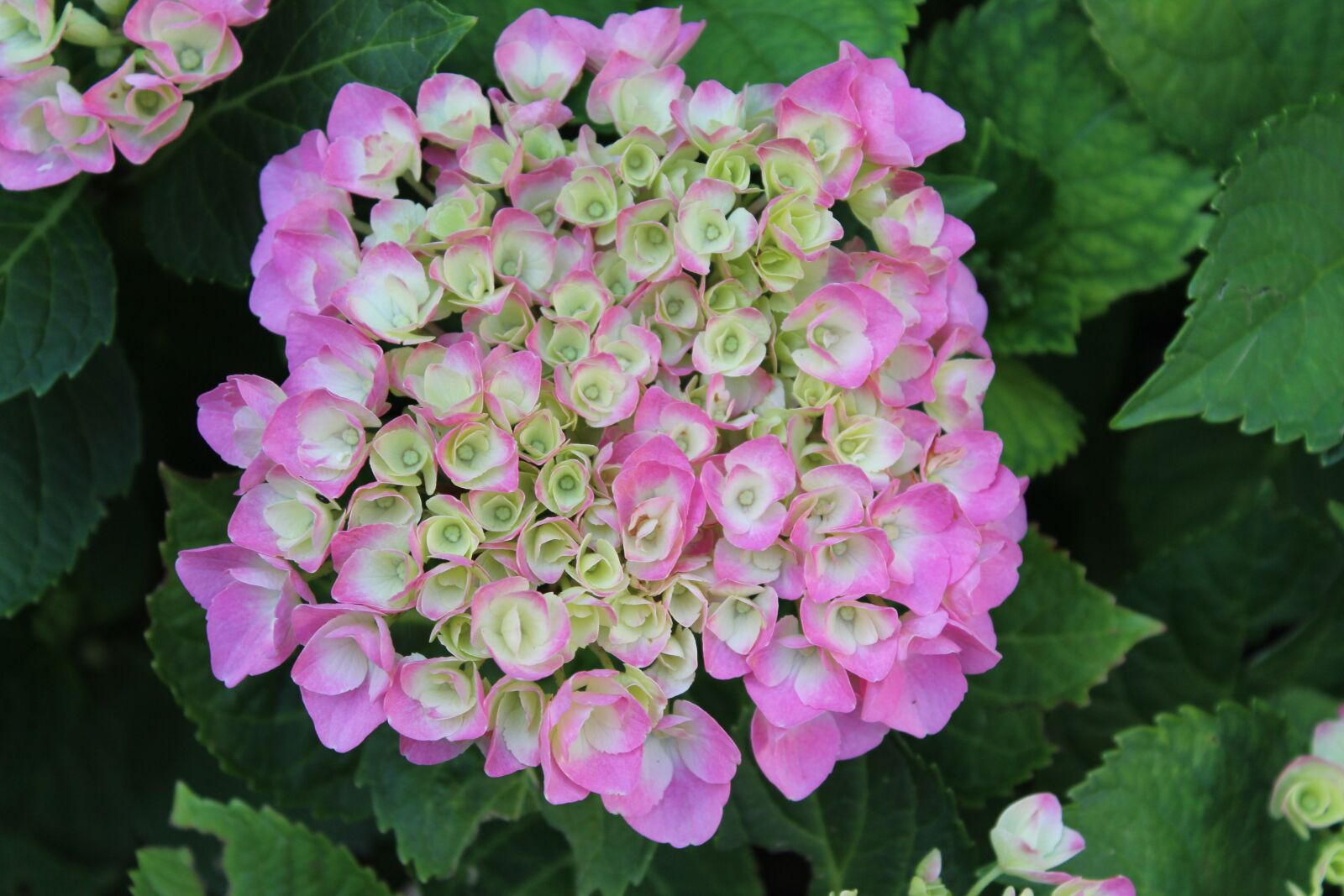 Canon EOS 1300D (EOS Rebel T6 / EOS Kiss X80) sample photo. Hydrangea, pink hydrangea, hydrangea photography