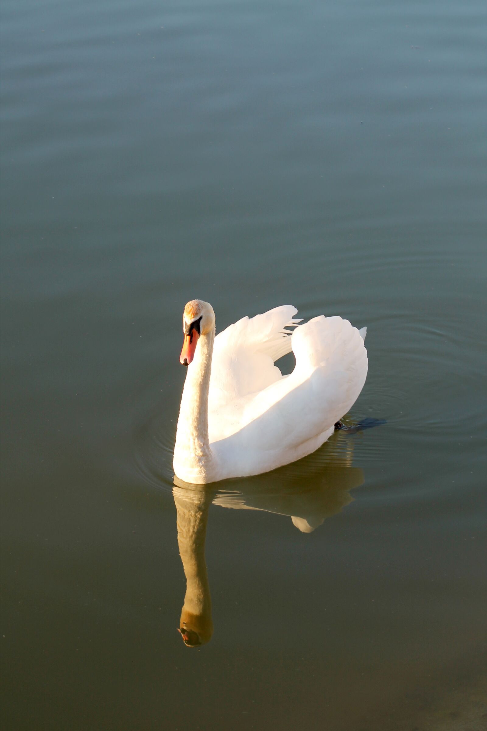 Canon EOS 1100D (EOS Rebel T3 / EOS Kiss X50) + EF75-300mm f/4-5.6 sample photo. Swan, bird, feather photography