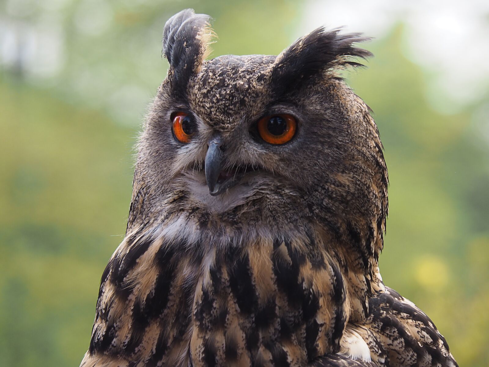 Olympus OM-D E-M5 II sample photo. Owl, bird, feather photography