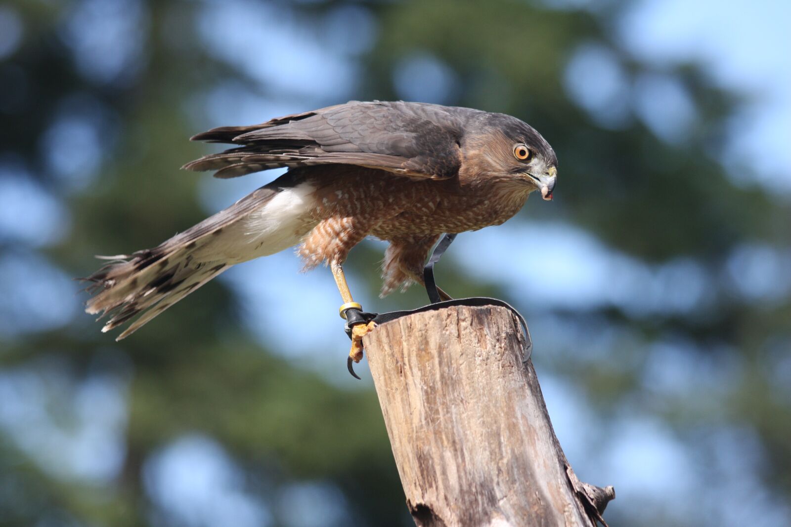 Canon EOS 40D sample photo. Cooper's hawk, on post photography