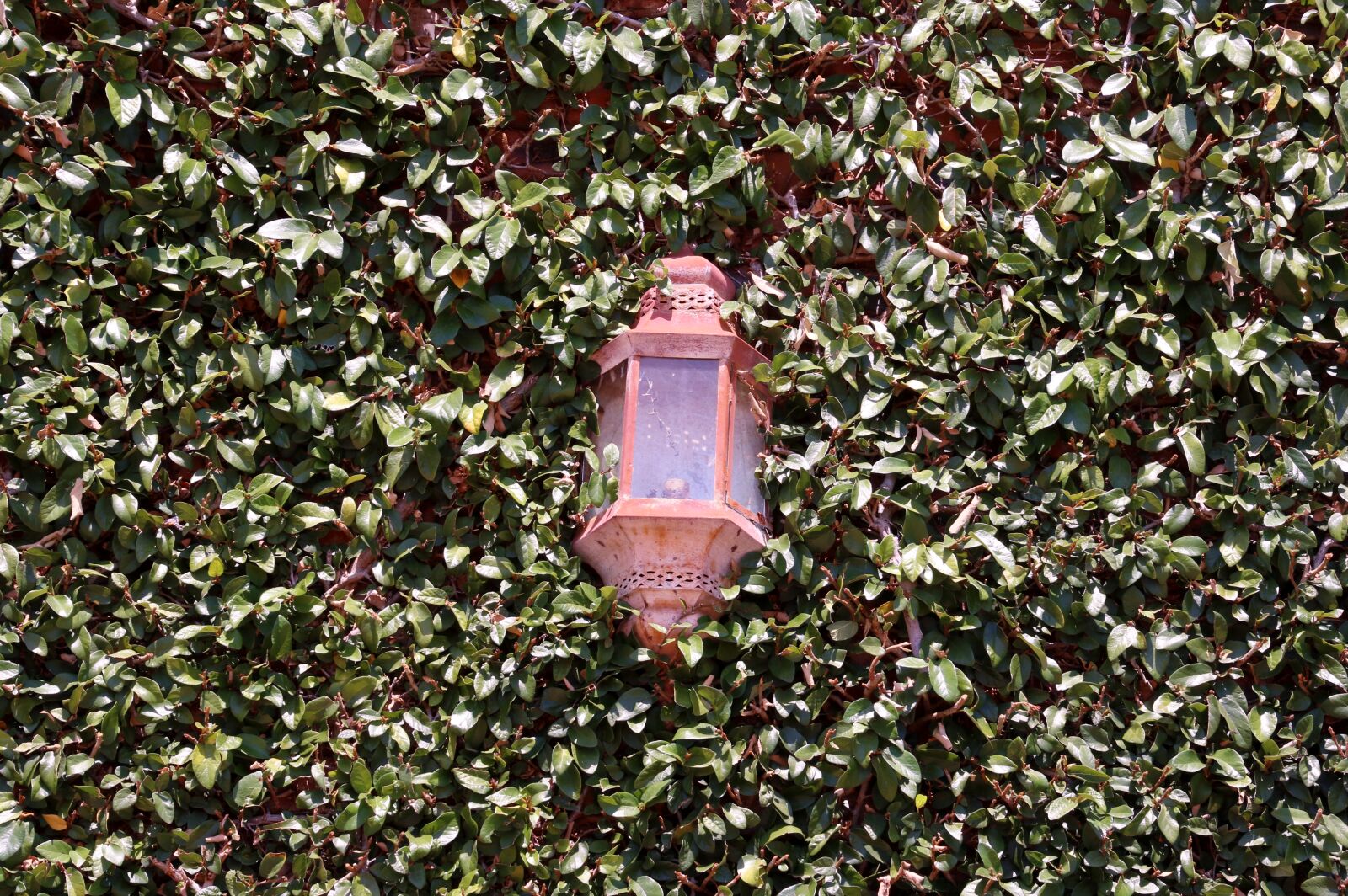 Canon EOS 7D Mark II sample photo. Background, bright, creeper, green photography