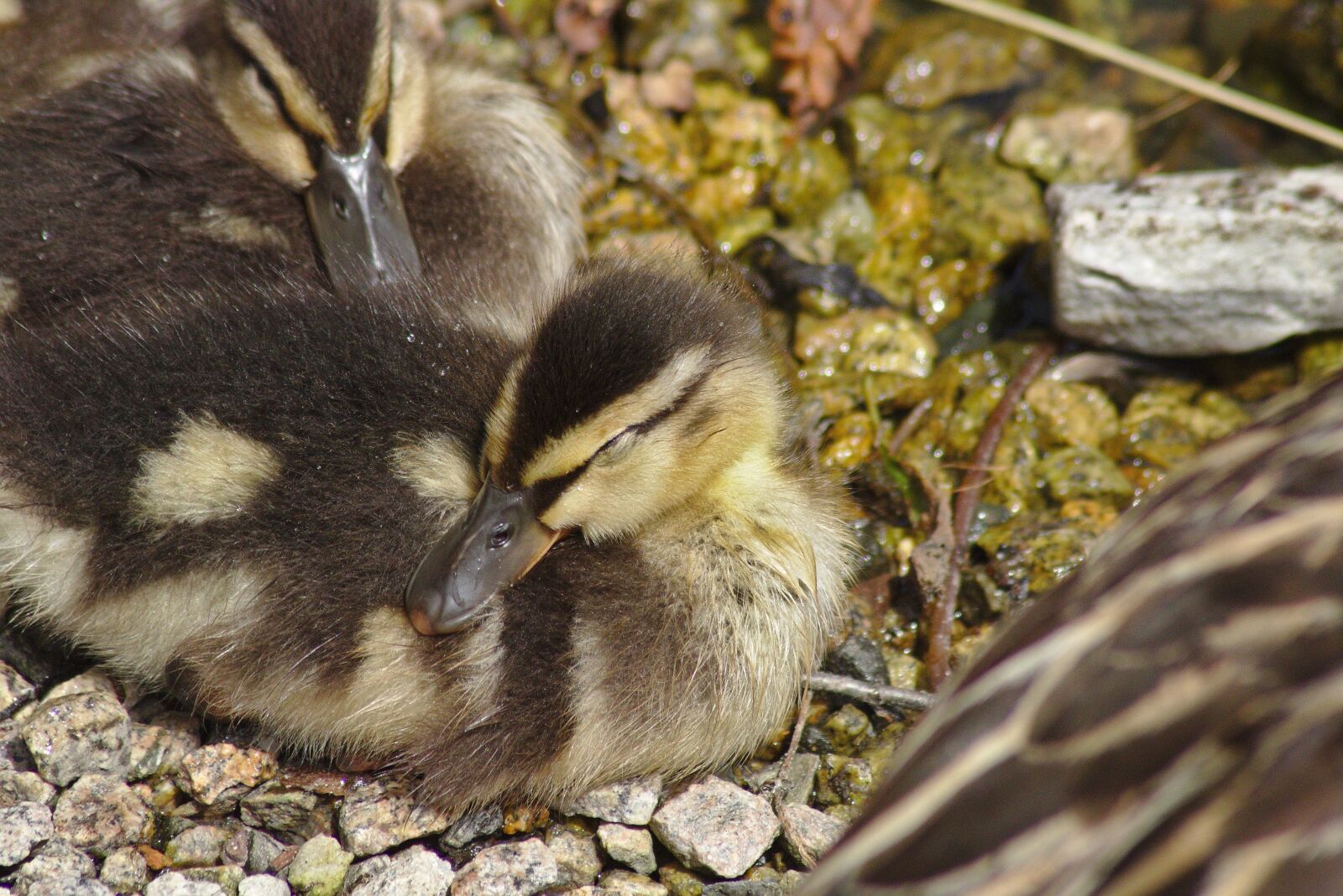 Canon EOS 750D (EOS Rebel T6i / EOS Kiss X8i) sample photo. Goose, head, animal photography