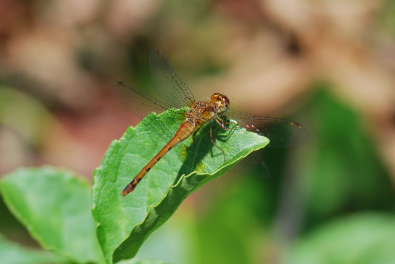 Nikon D60 sample photo. Dragonfly, insect, bug photography